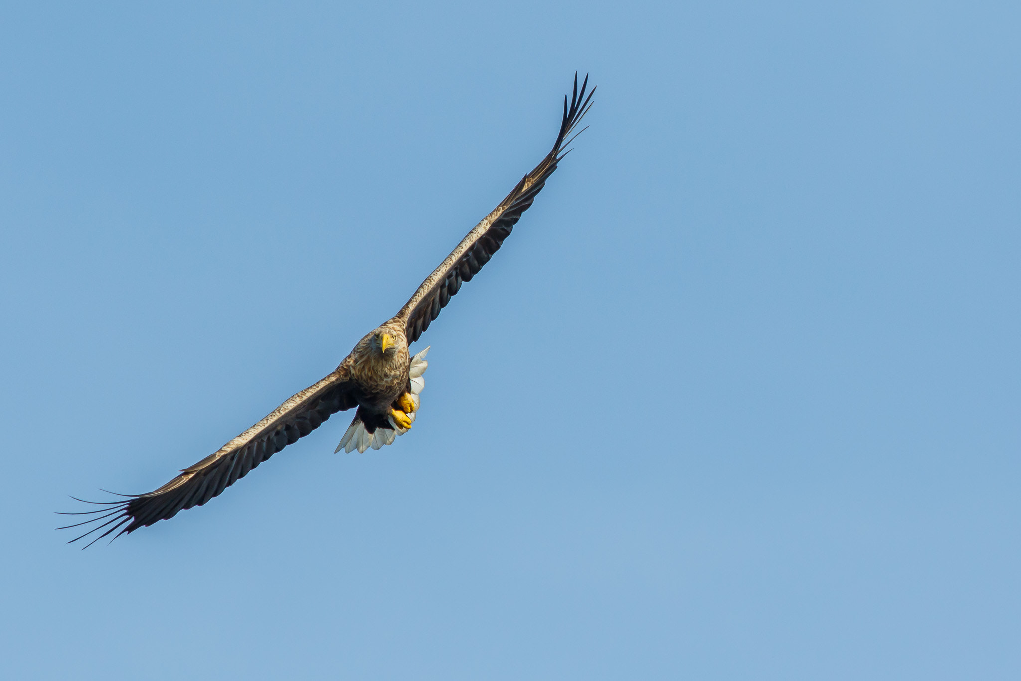 Canon EF 300mm f/2.8L + 1.4x sample photo. White tailed eagle photography