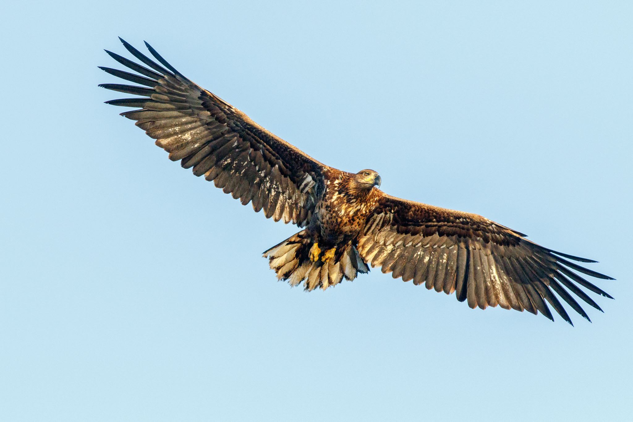 Canon EOS 7D Mark II + Canon EF 300mm f/2.8L + 1.4x sample photo. White tailed eagle photography