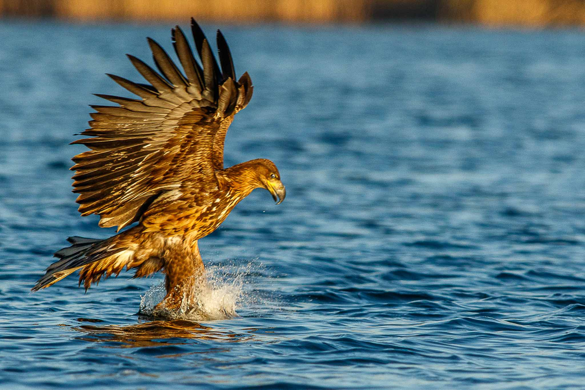 Canon EF 300mm f/2.8L + 1.4x sample photo. White tailed eagle photography