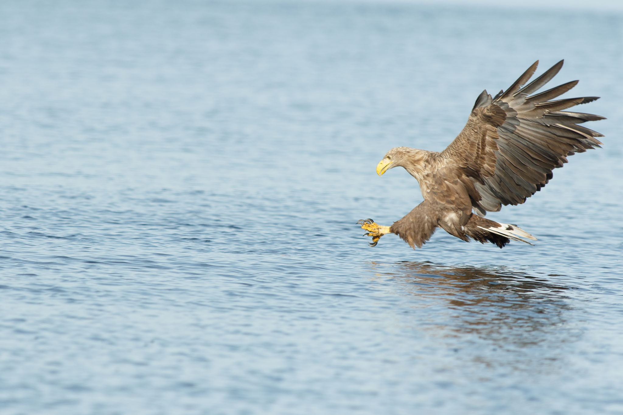 Canon EF 300mm f/2.8L + 1.4x sample photo. White tailed eagle photography