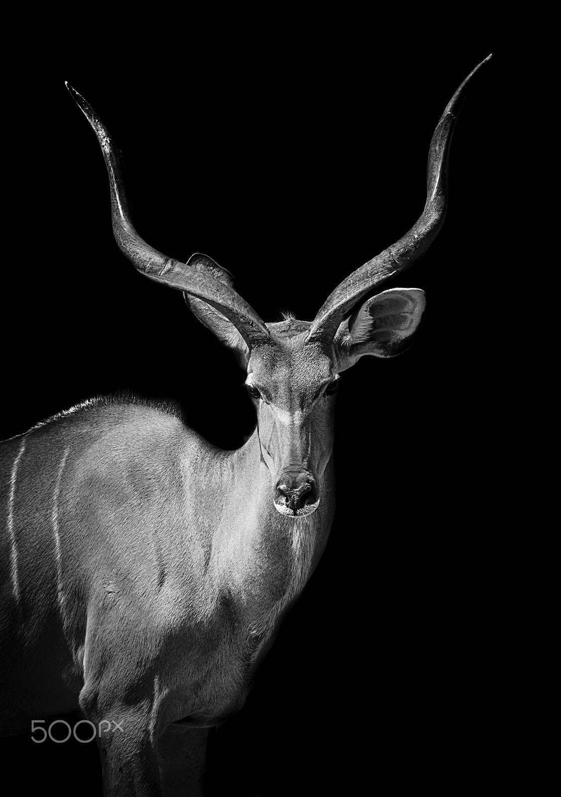 Canon EOS-1D Mark III sample photo. Kudu photography