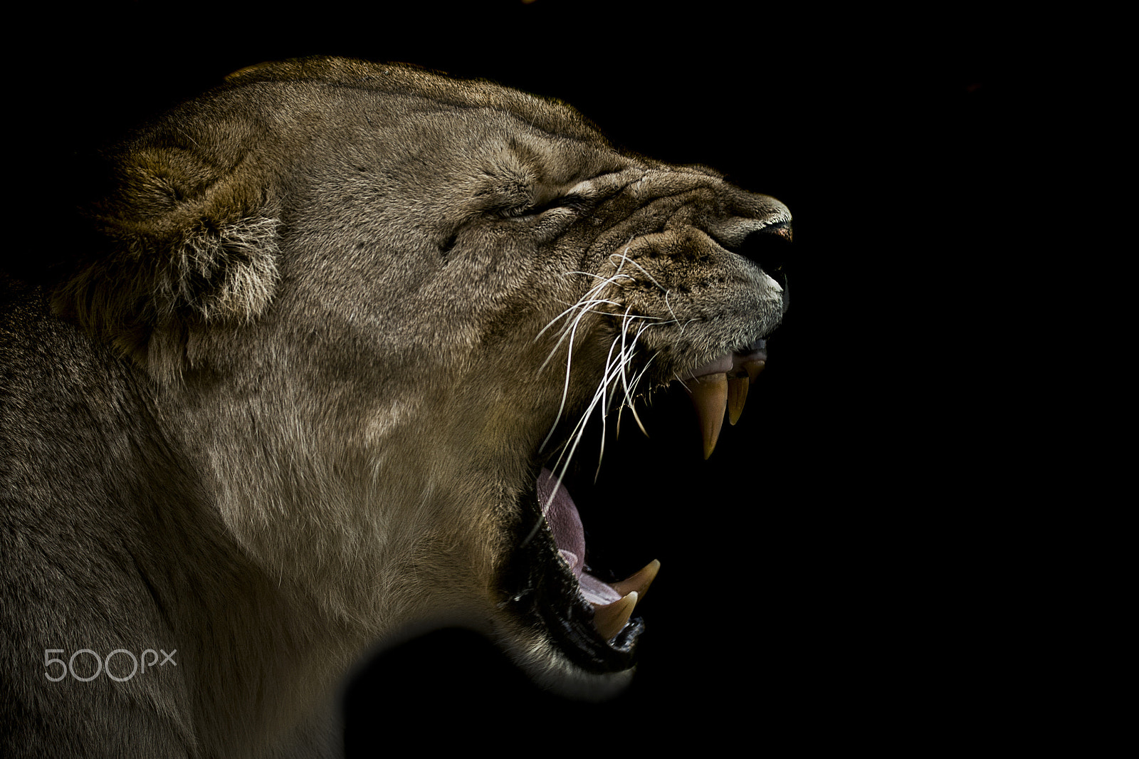 Canon EOS-1D Mark III sample photo. Enraged photography