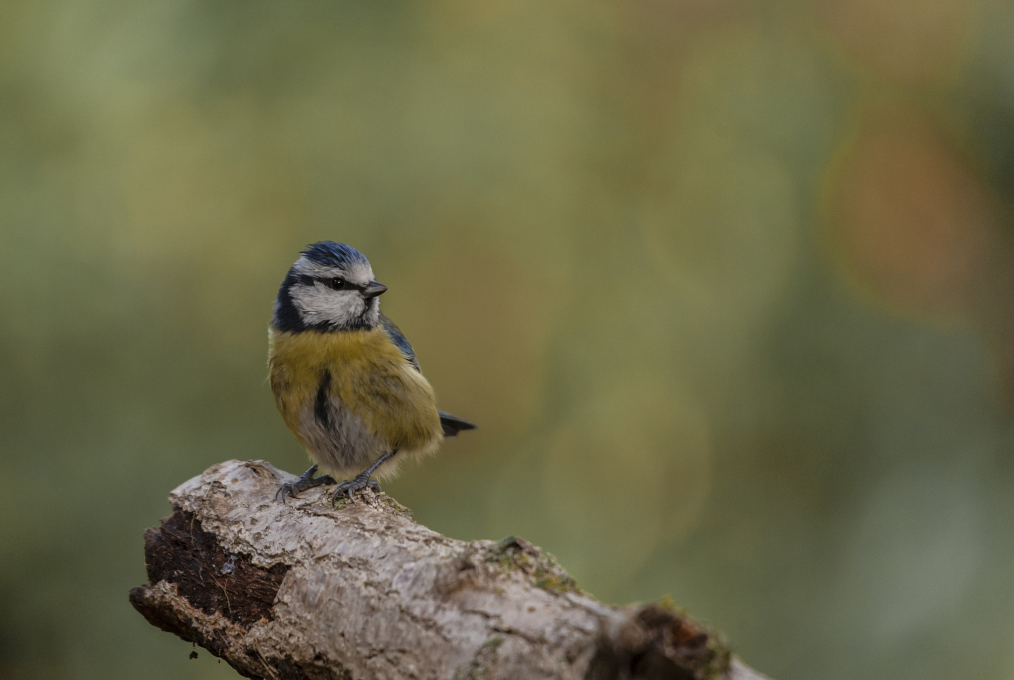 Sigma 50-500mm F4.5-6.3 DG OS HSM sample photo. Un hererillo photography