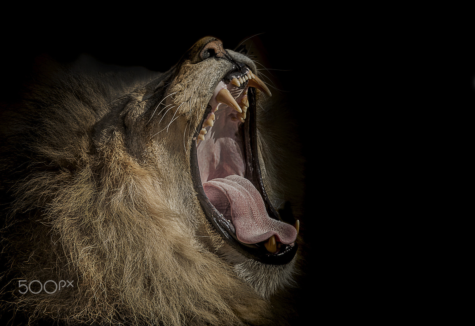Canon EOS-1D Mark III sample photo. War cry photography