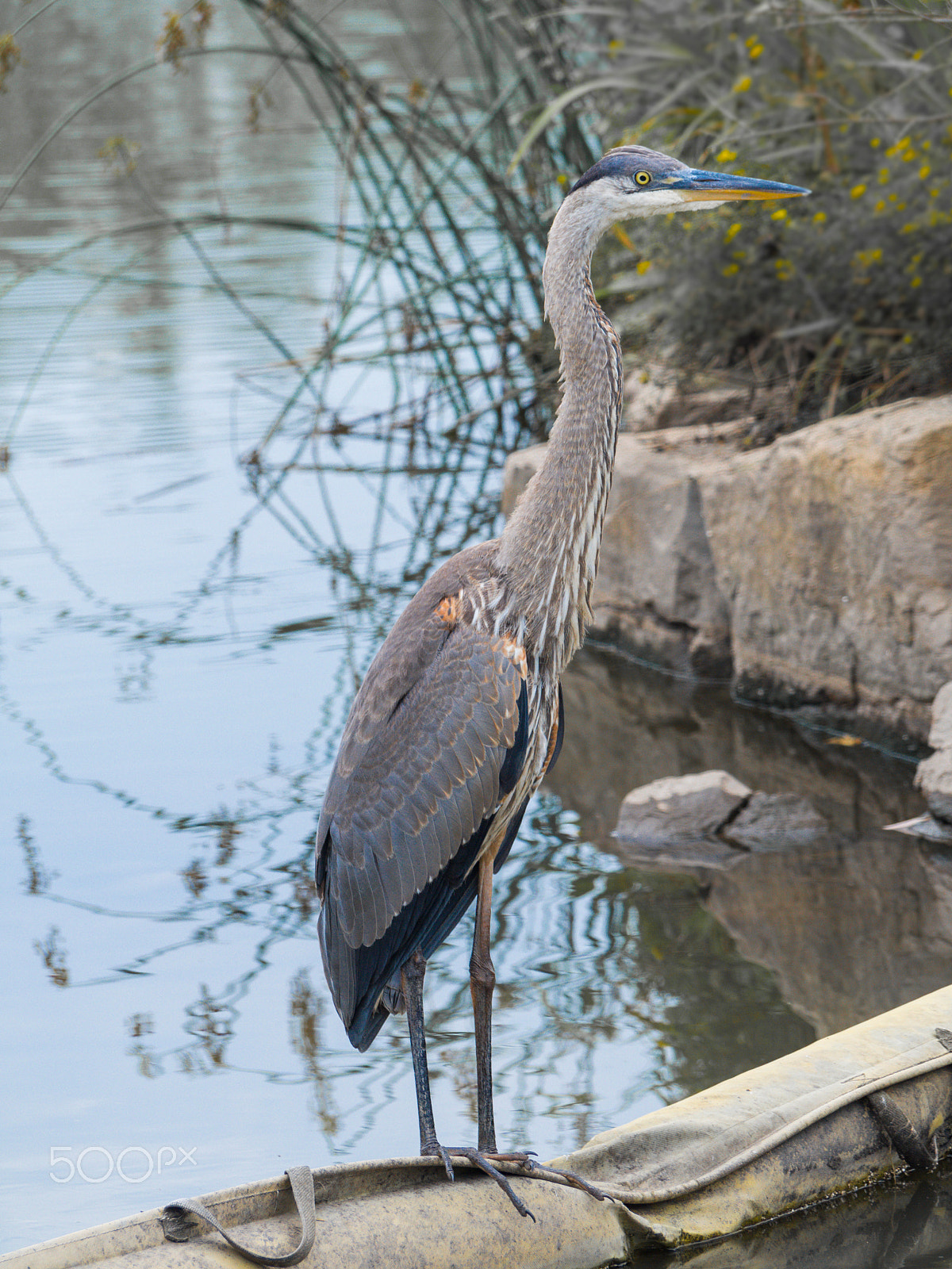 Olympus PEN E-PL5 sample photo. Great blue heron photography