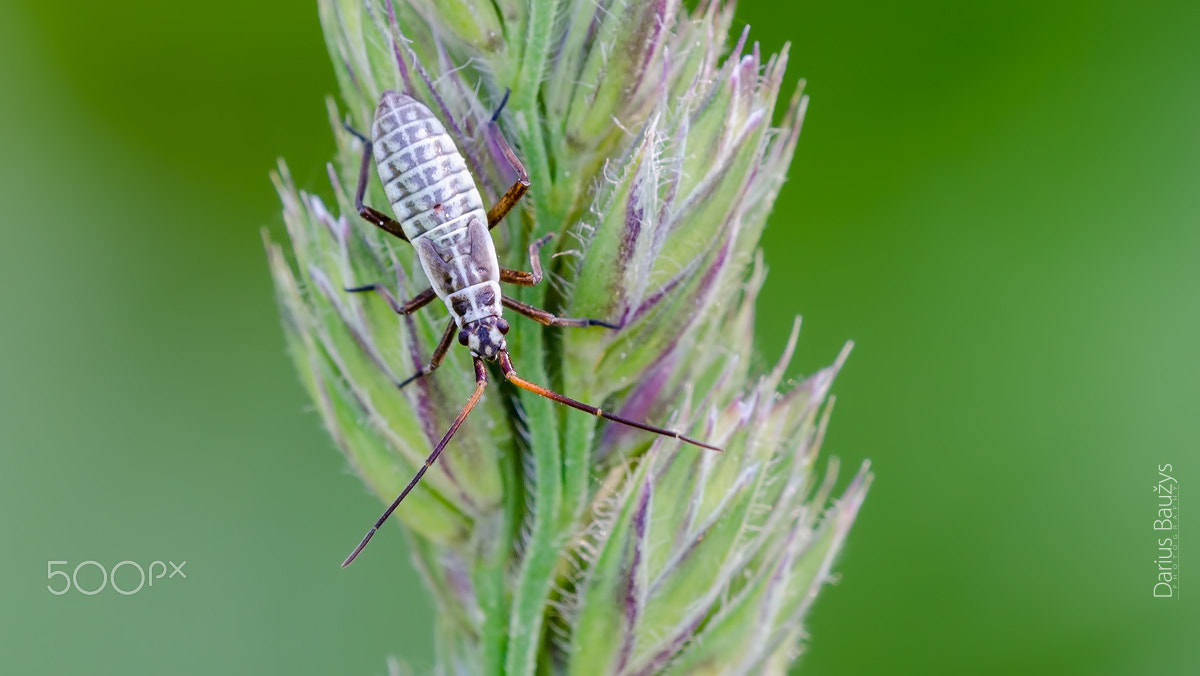 Sigma 150mm F2.8 EX DG OS Macro HSM sample photo. Lost in field photography
