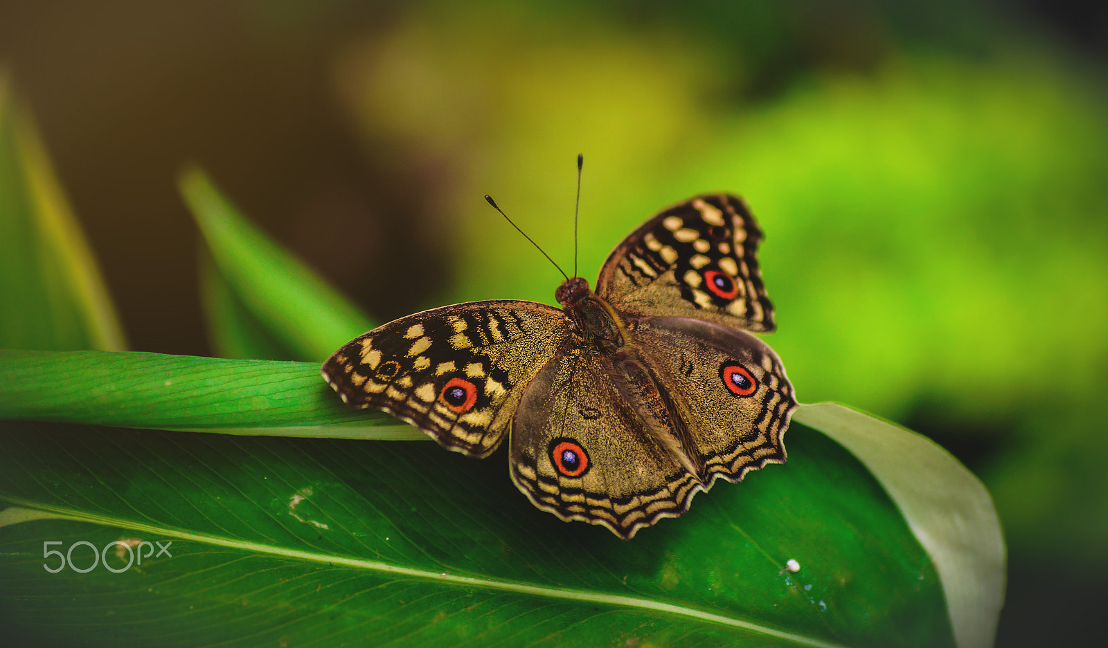 Sony SLT-A57 + Sony DT 55-200mm F4-5.6 SAM sample photo. Butterfly | colors photography