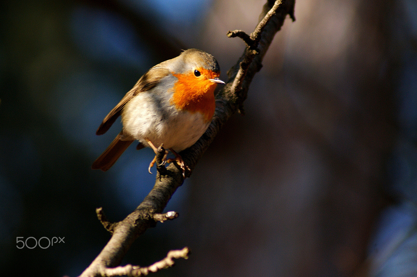 Sony 75-300mm F4.5-5.6 sample photo. Червеногръдка/erithacus rubecula / photography