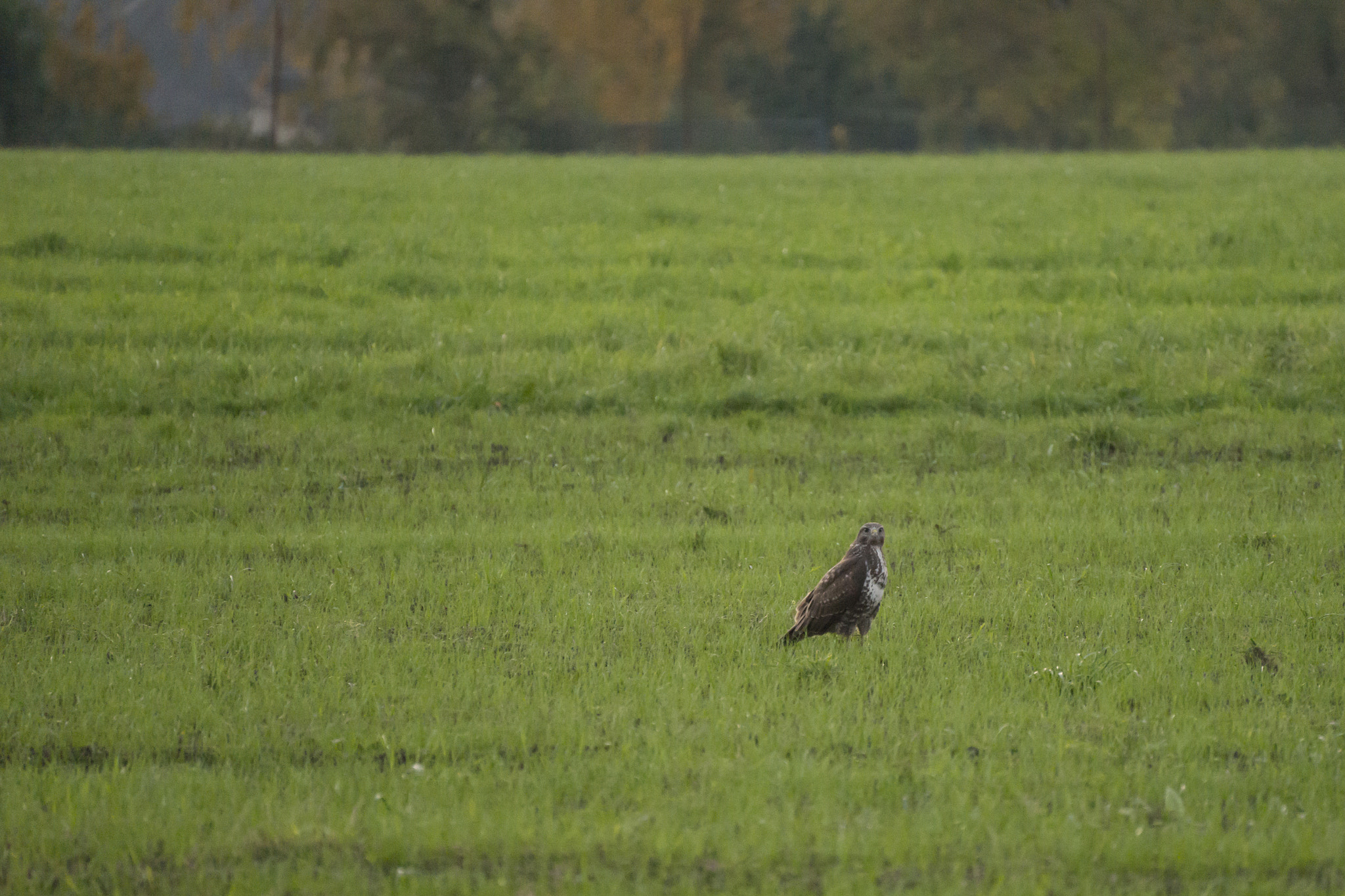 Tamron SP 70-300mm F4-5.6 Di USD sample photo. Bussard vom donnerberg photography
