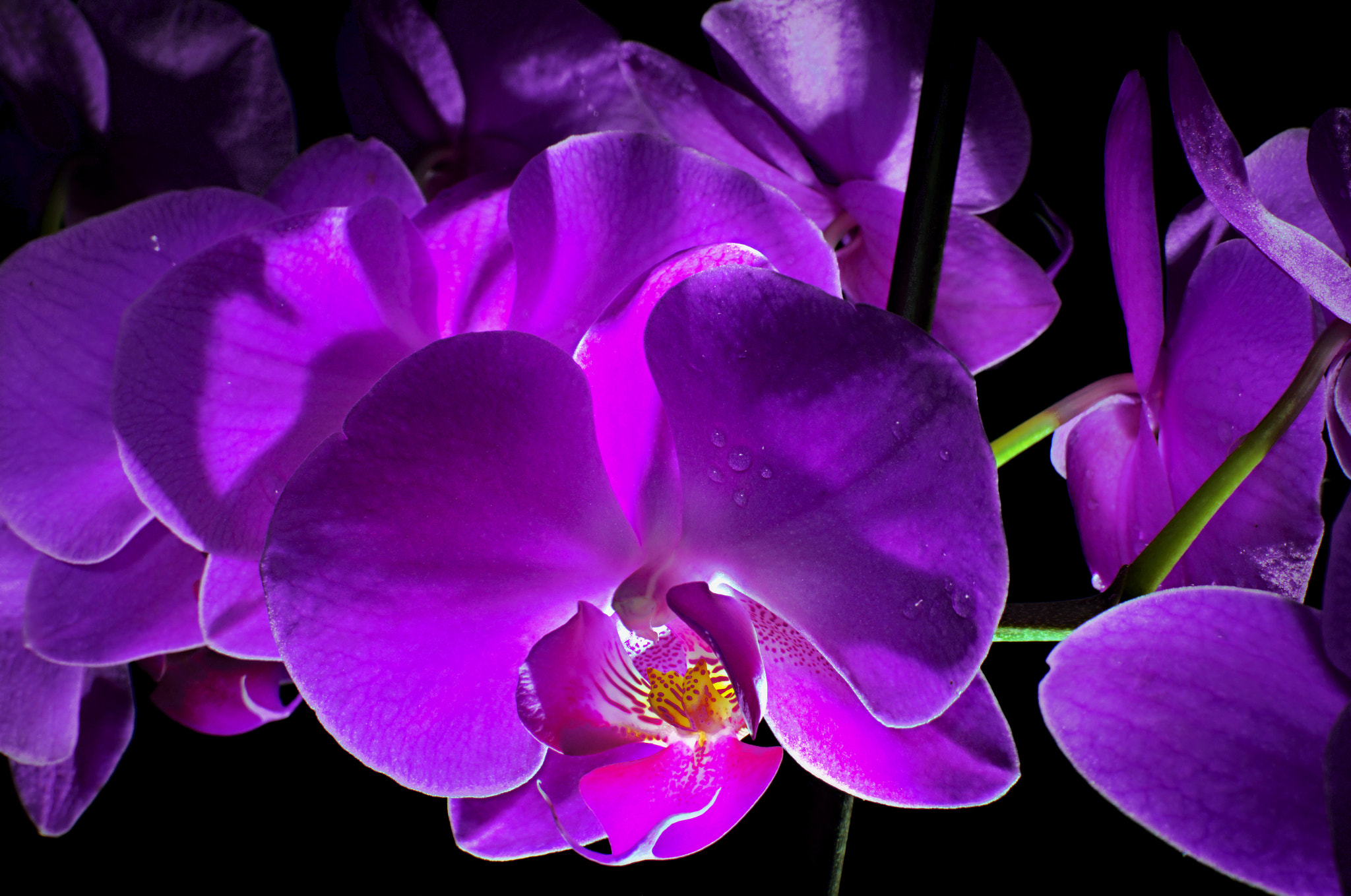 Nikon D7000 + AF-S Nikkor 35mm f/1.8G sample photo. Rose coloured dreams photography