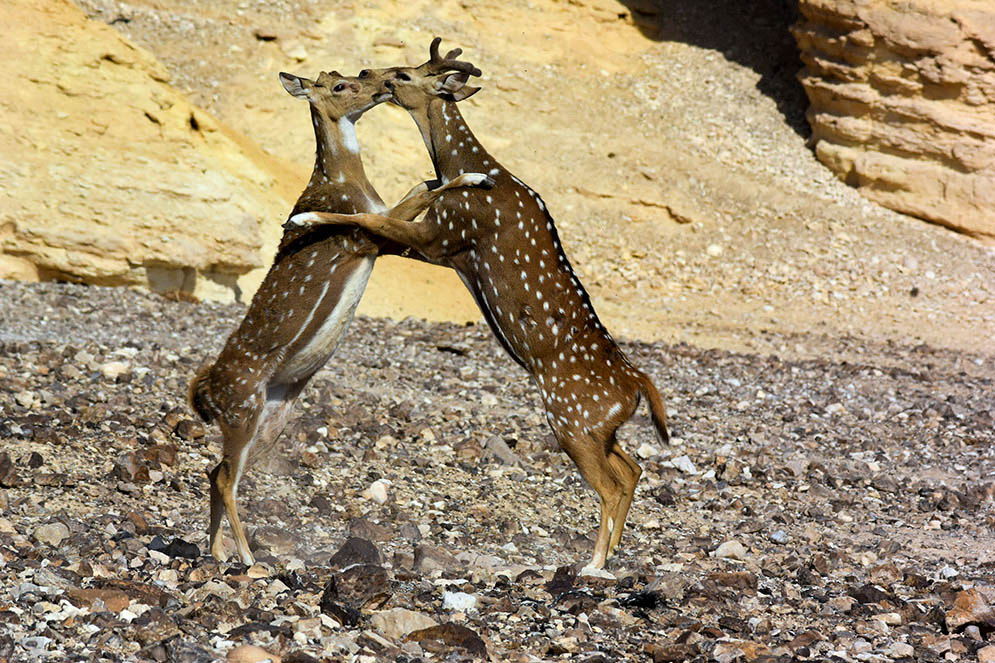 Nikon 1 Nikkor VR 70-300mm F4.5-5.6 sample photo. Love dance in the desert photography