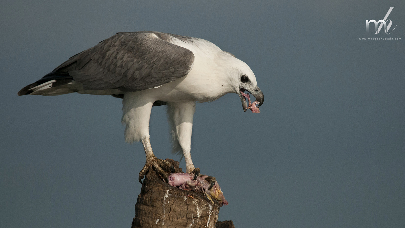 Sigma 150-500mm F5-6.3 DG OS HSM sample photo. White bellied sea eagle photography