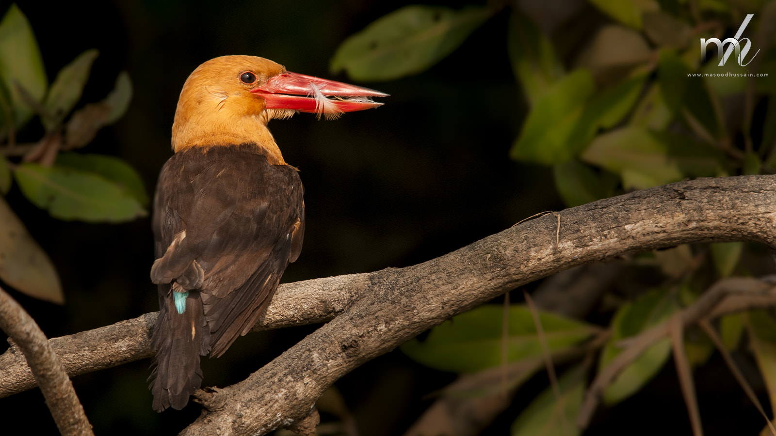 Sigma 150-500mm F5-6.3 DG OS HSM sample photo. Brown winged kingfisher photography