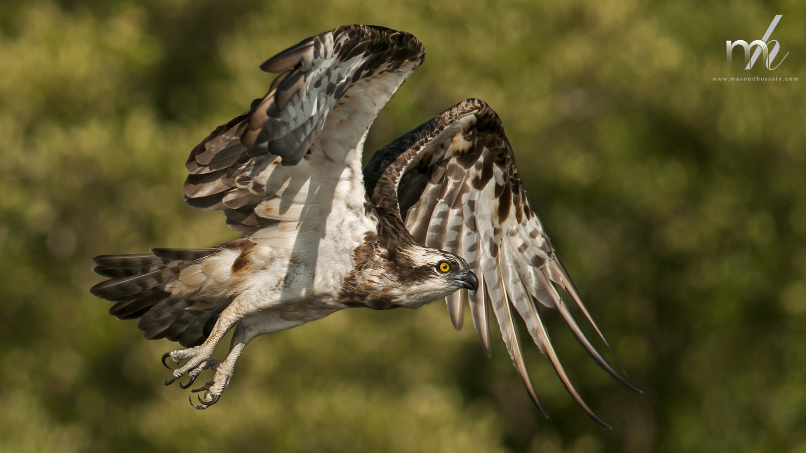 Sigma 150-500mm F5-6.3 DG OS HSM sample photo. Osprey photography