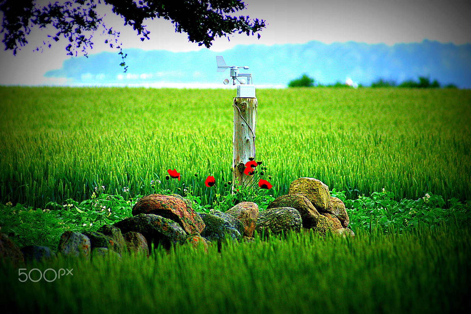 Sony 75-300mm F4.5-5.6 sample photo. Wild flowers photography