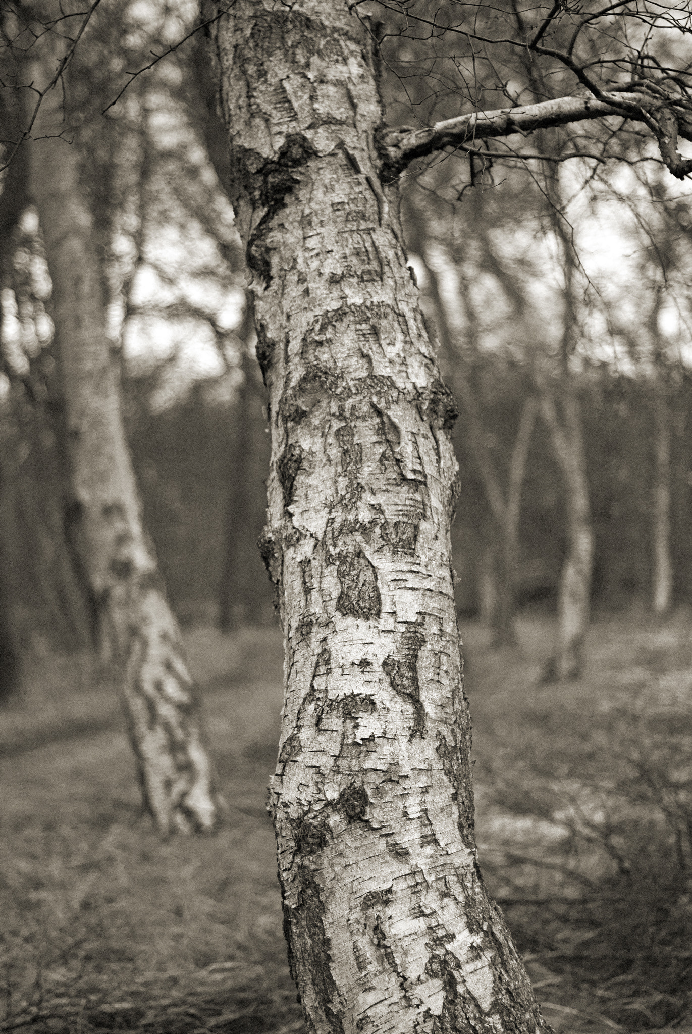 Nikon D60 + Nikon AF-S Nikkor 50mm F1.4G sample photo. A grey day by the lake photography