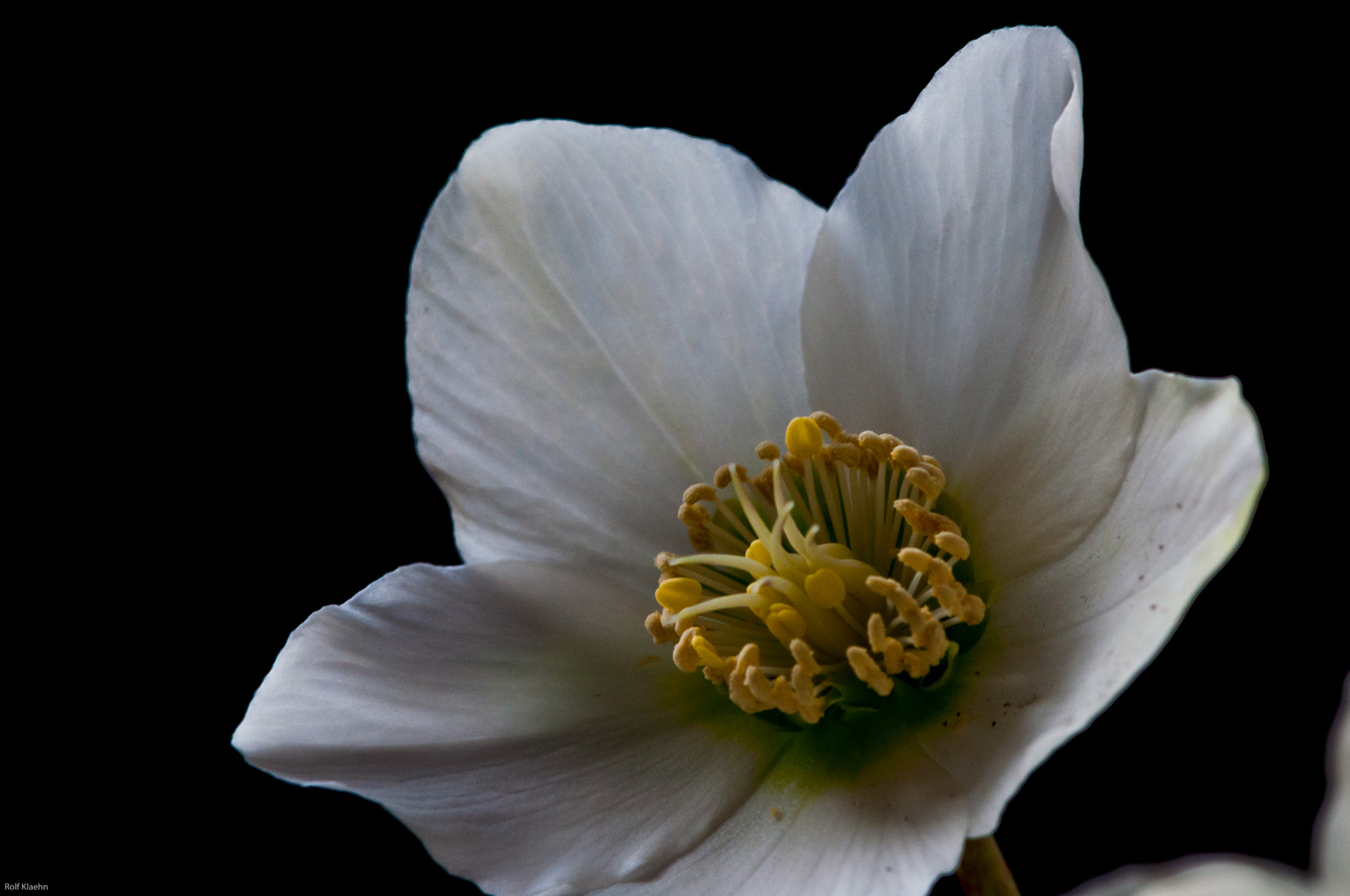 Nikon AF-S DX Micro-Nikkor 85mm F3.5G ED VR sample photo. Christrose photography