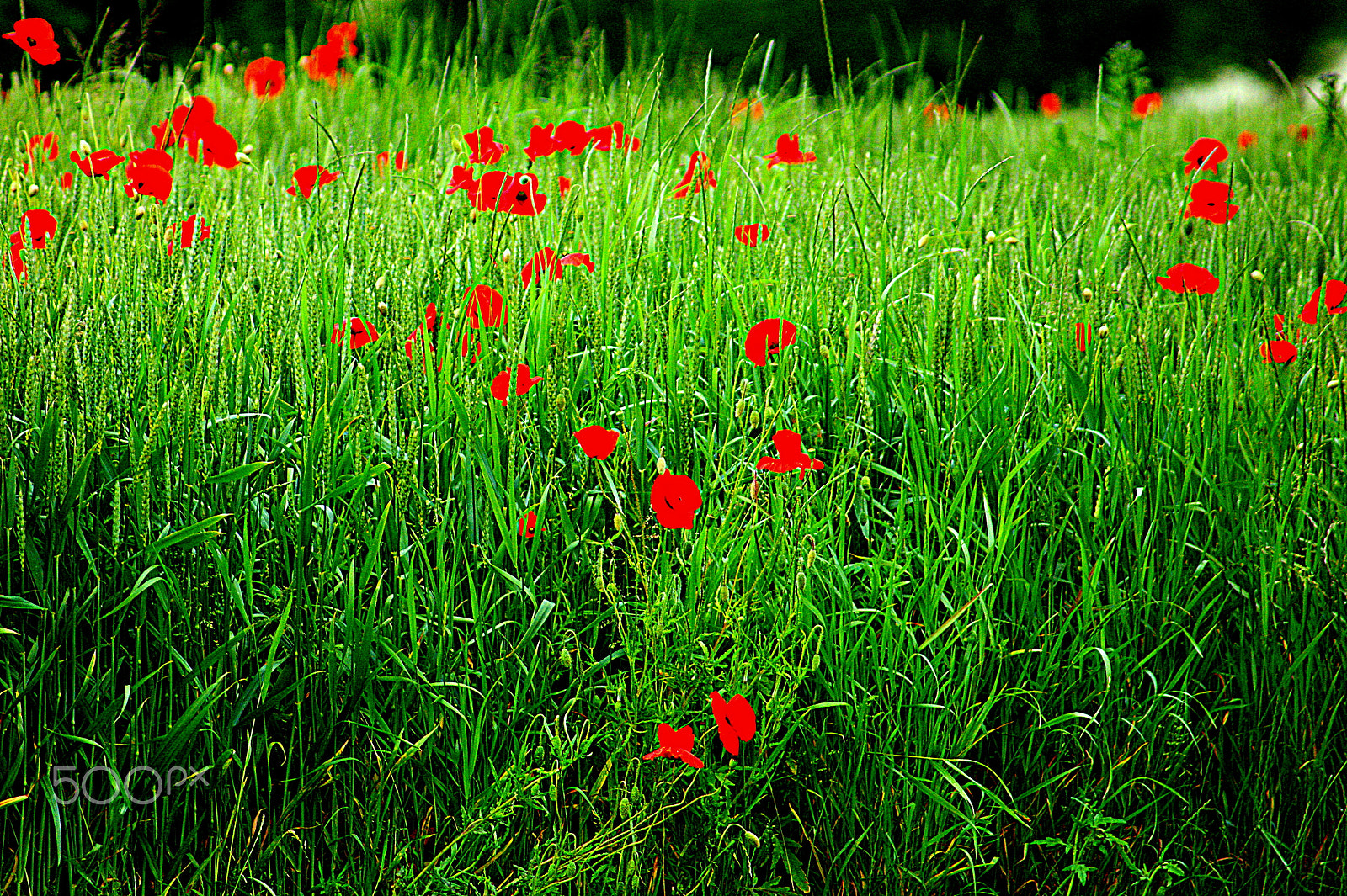 Sony 75-300mm F4.5-5.6 sample photo. Wild flowers photography
