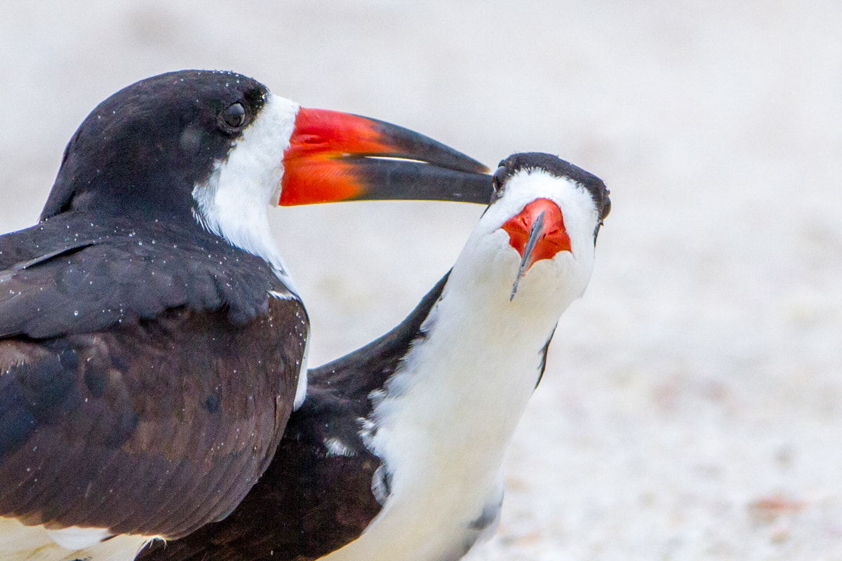 Canon EF 200-400mm F4L IS USM Extender 1.4x sample photo. Black skimmers photography
