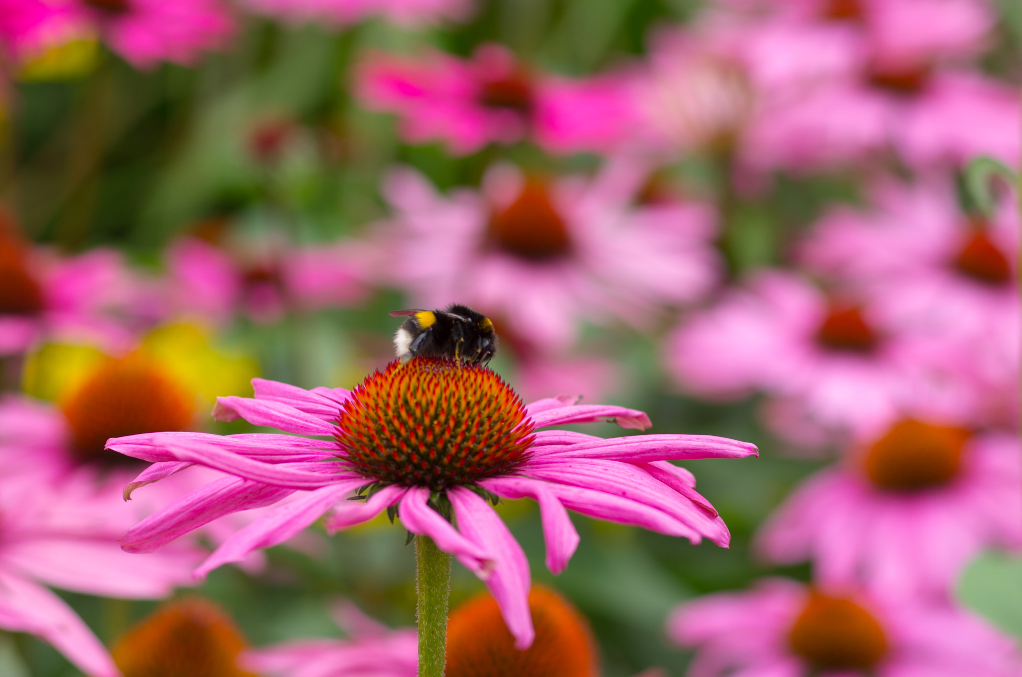 Pentax K-5 + Pentax smc FA 77mm 1.8 Limited sample photo. Bumblebee photography