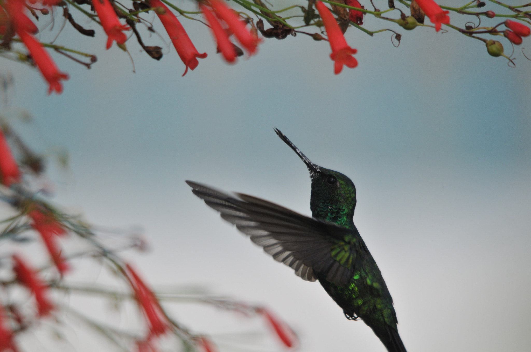 Sigma 150-500mm F5-6.3 DG OS HSM sample photo. Hummingbirds untouched photography