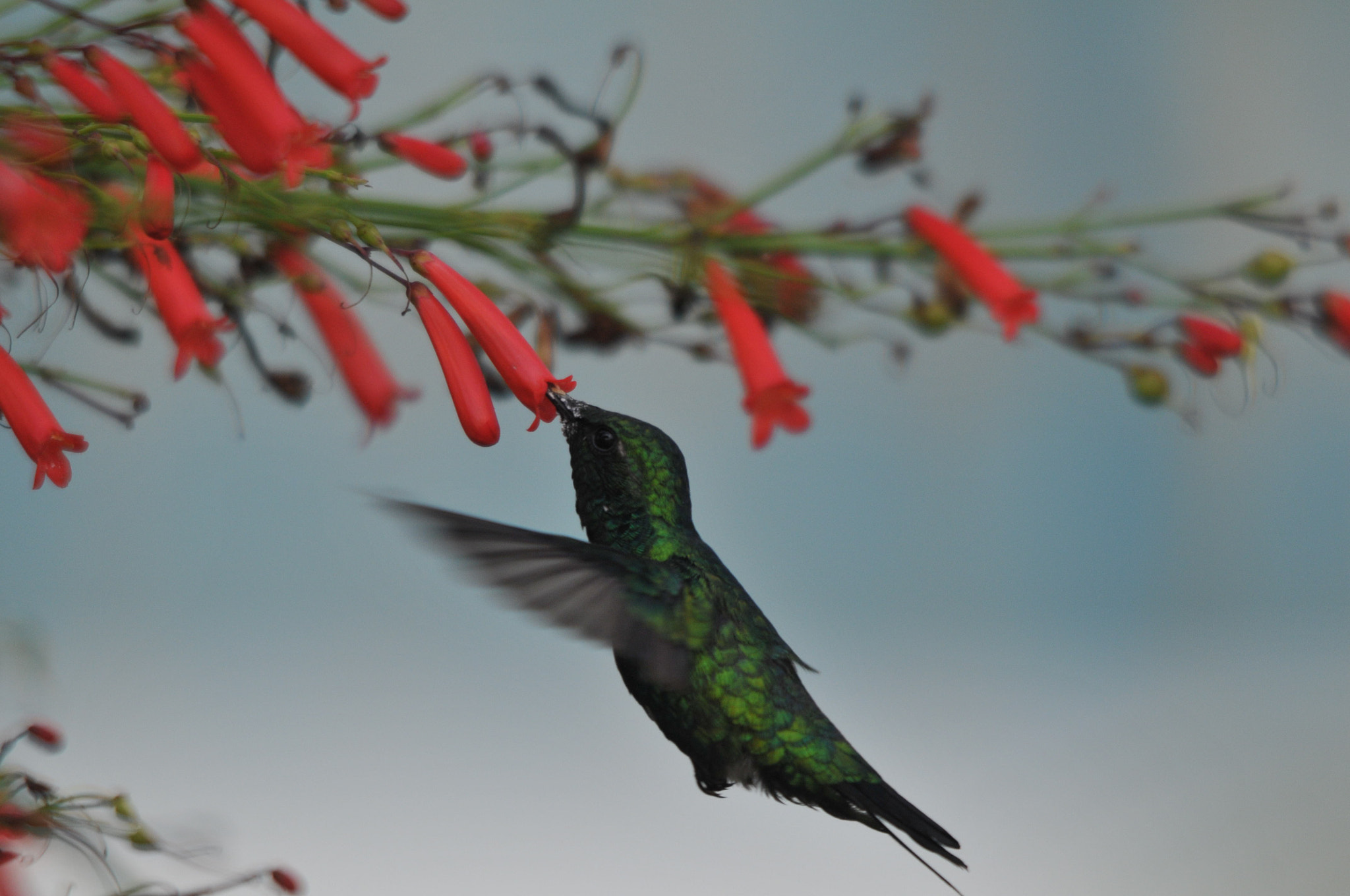 Sigma 150-500mm F5-6.3 DG OS HSM sample photo. Hummingbirds untouched photography