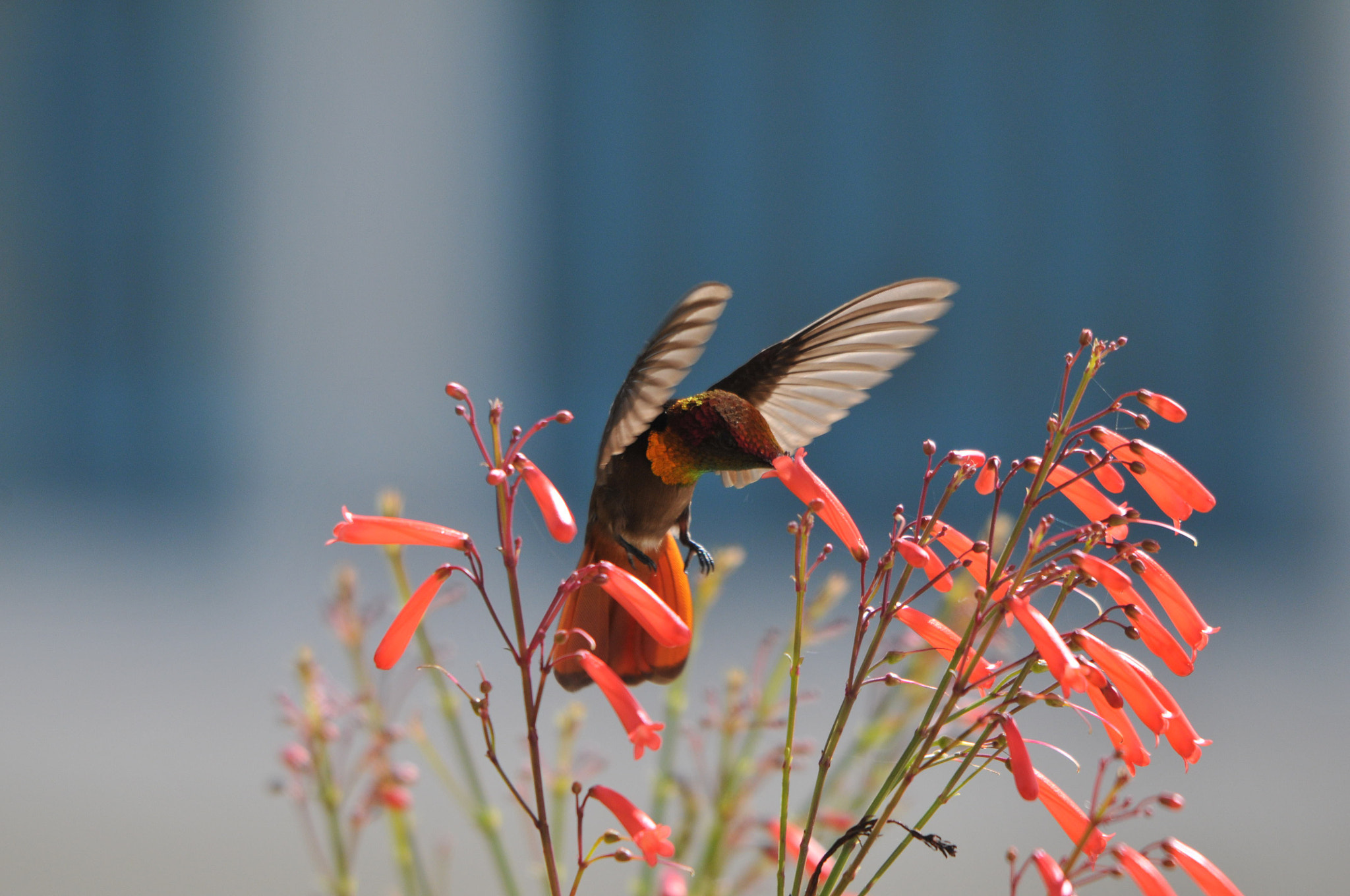 Sigma 150-500mm F5-6.3 DG OS HSM sample photo. Hummingbirds untouched photography