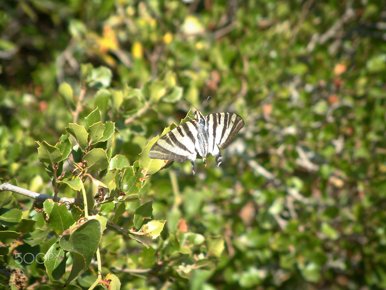 Fujifilm FinePix6900ZOOM sample photo. Butterfly photography