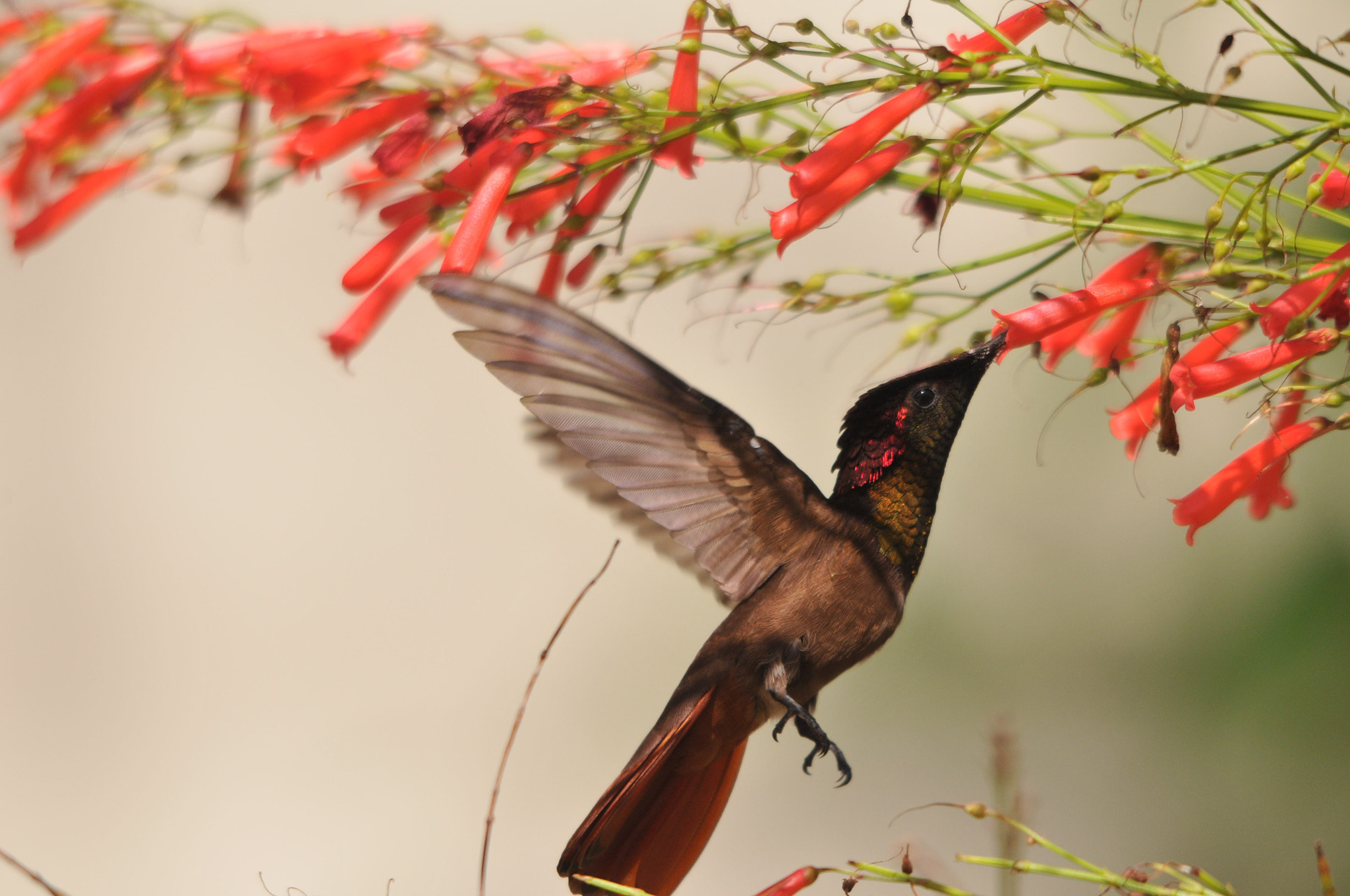Sigma 150-500mm F5-6.3 DG OS HSM sample photo. Hummingbirds untouched photography