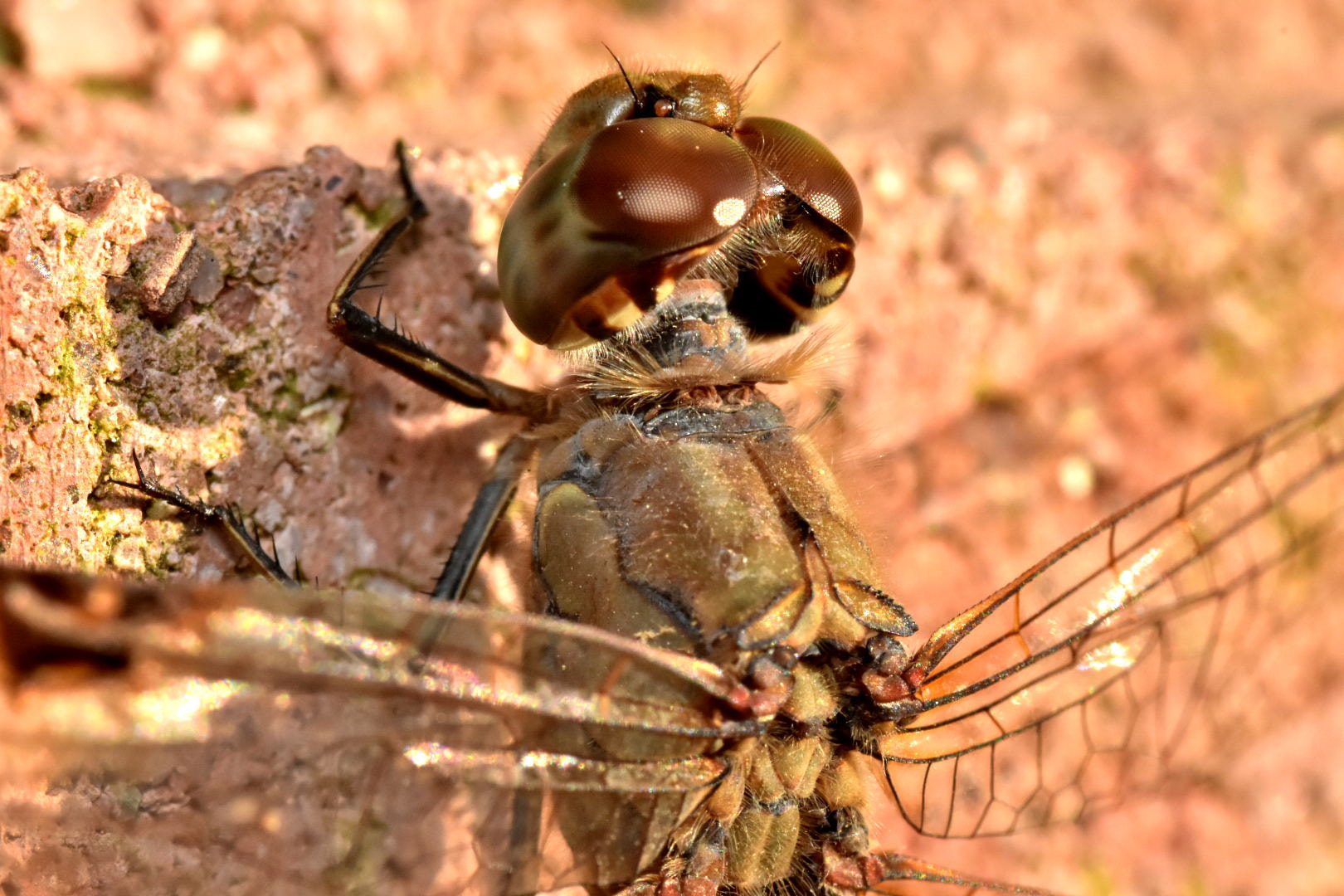 Nikon D7200 + Sigma 105mm F2.8 EX DG Macro sample photo. Yusufçuk photography