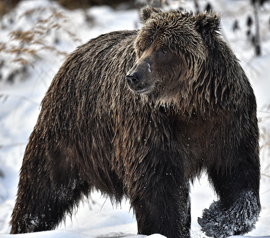 Nikon D4S + Sigma 24-60mm F2.8 EX DG sample photo. Ice bear photography