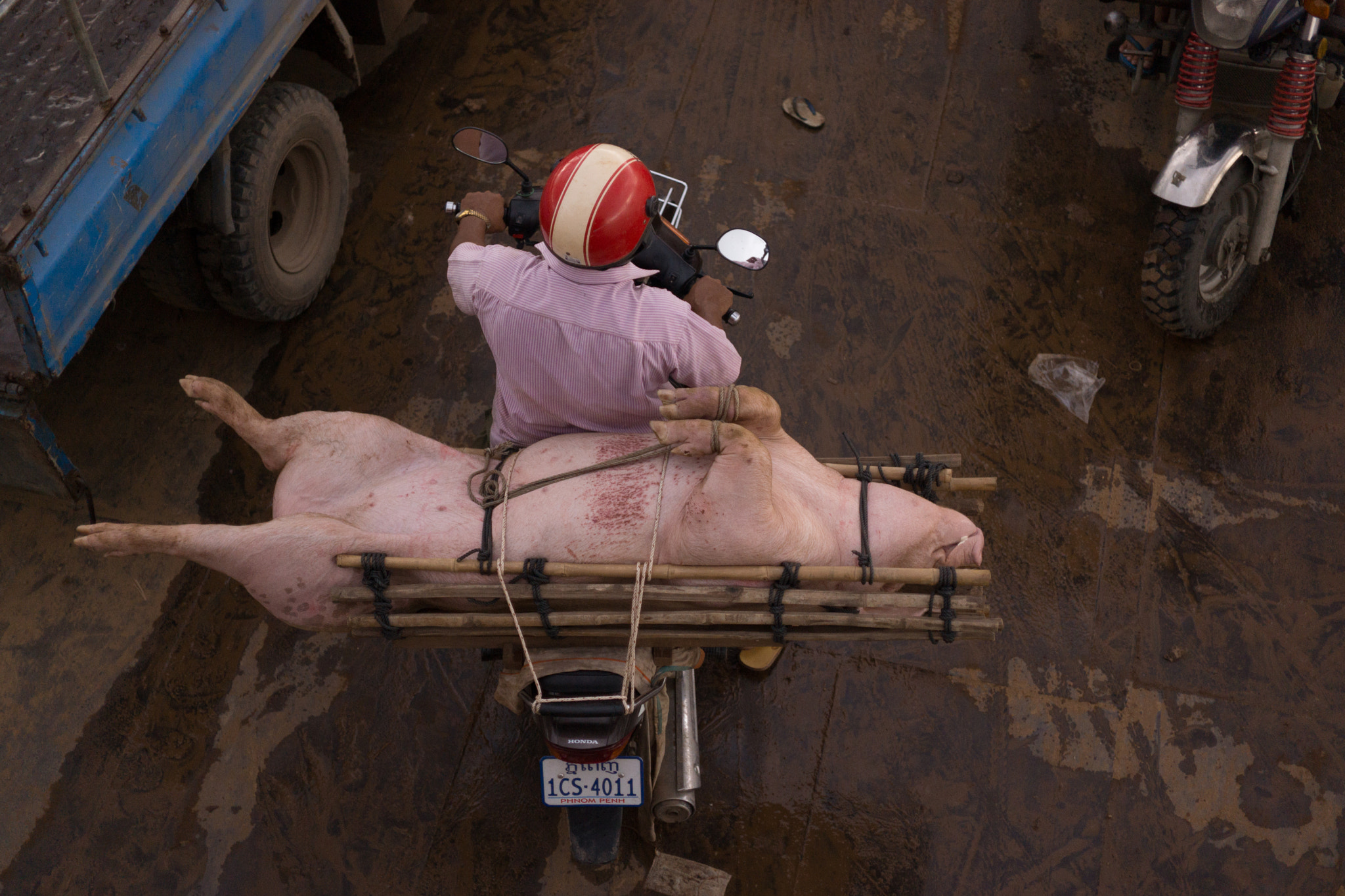 Sony Alpha NEX-7 + E 32mm F1.8 sample photo. Traveling with a pig i photography