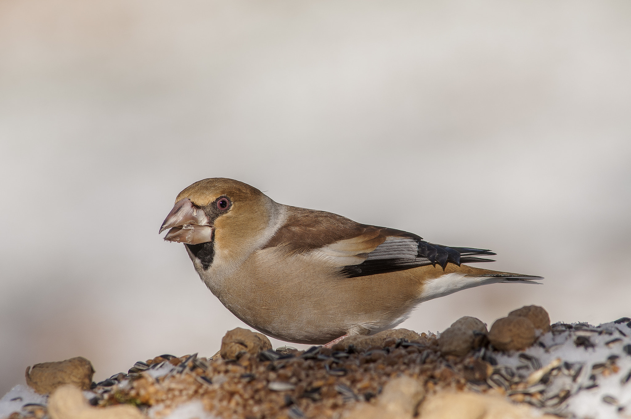 AF Nikkor 300mm f/4 IF-ED sample photo. Picogordo photography