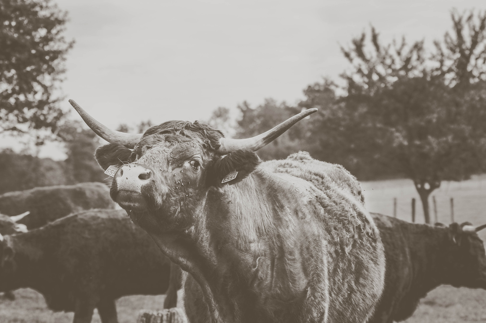 Pentax K-7 + smc PENTAX-FA 100-300mm F4.7-5.8 sample photo. Cow photography