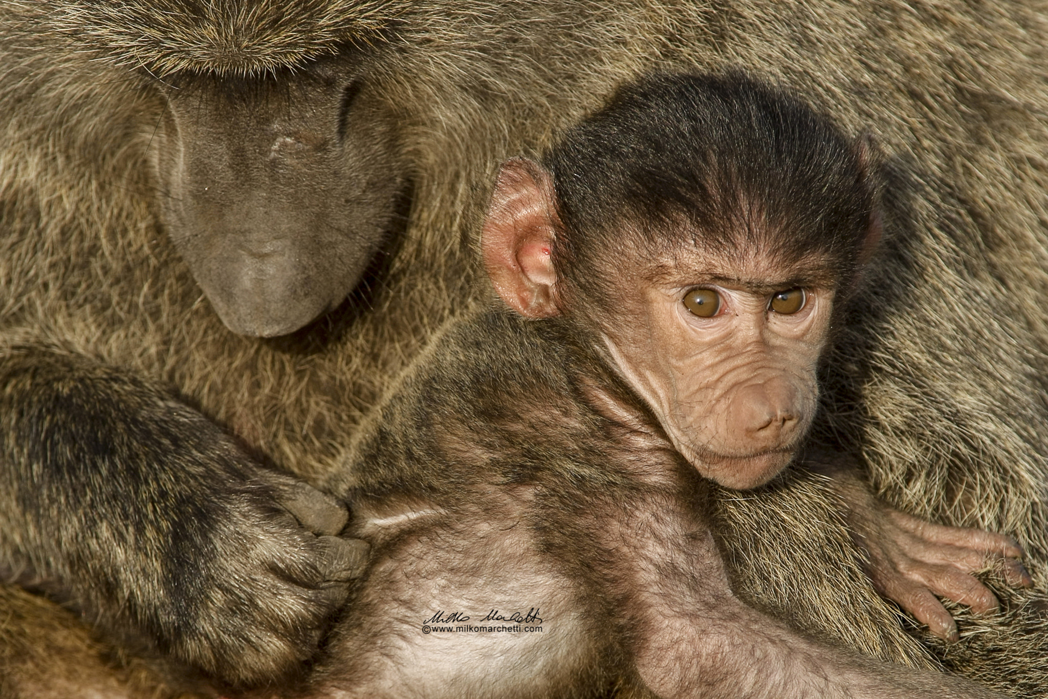Canon EOS-1D Mark III + Canon EF 300mm f/2.8L sample photo. Baboon with cub photography