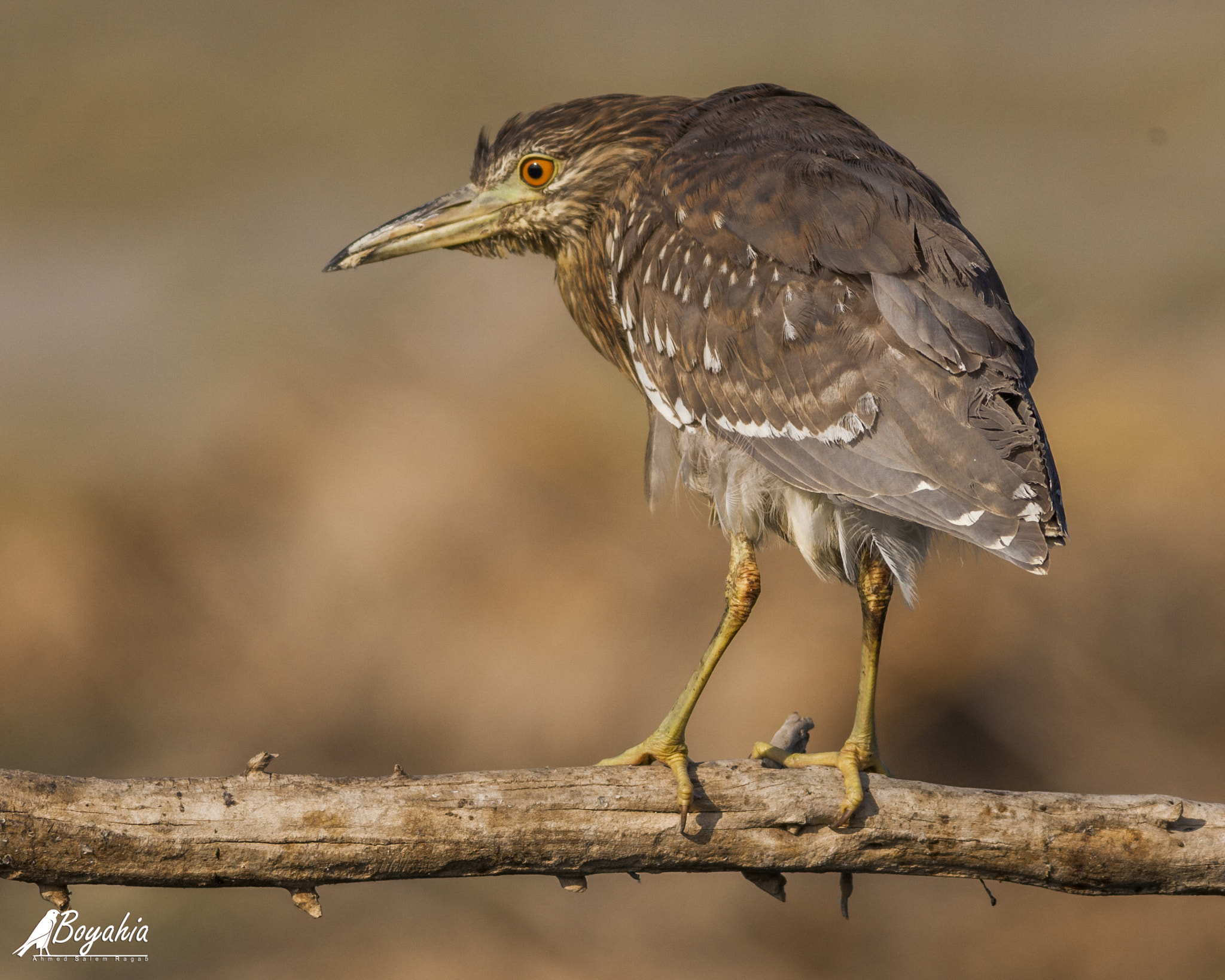 Canon EOS-1D Mark III + Canon EF 400mm F5.6L USM sample photo. The black-crowned night heron photography