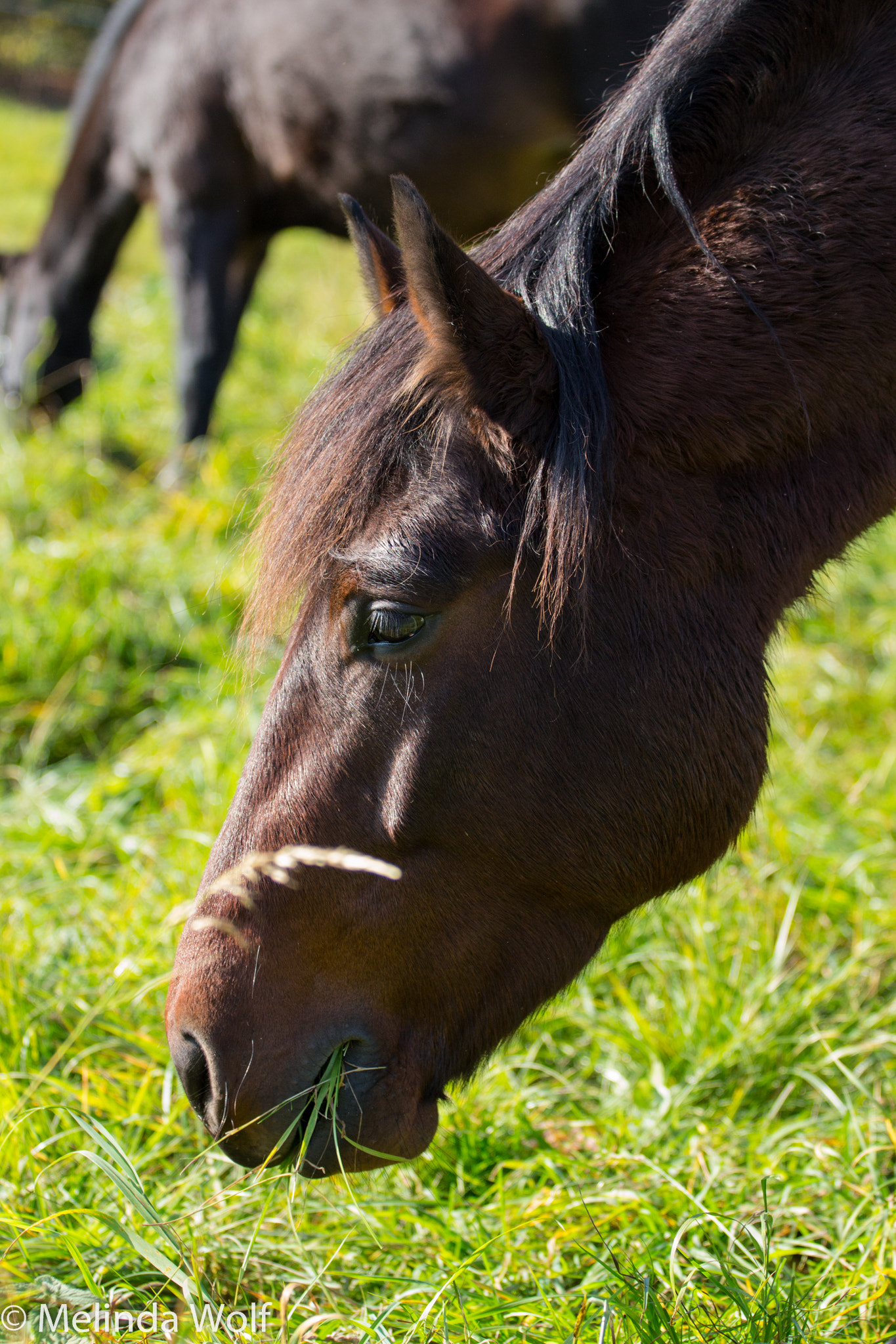 Canon EOS 100D (EOS Rebel SL1 / EOS Kiss X7) + Canon EF 70-200mm F4L USM sample photo. Horse photography