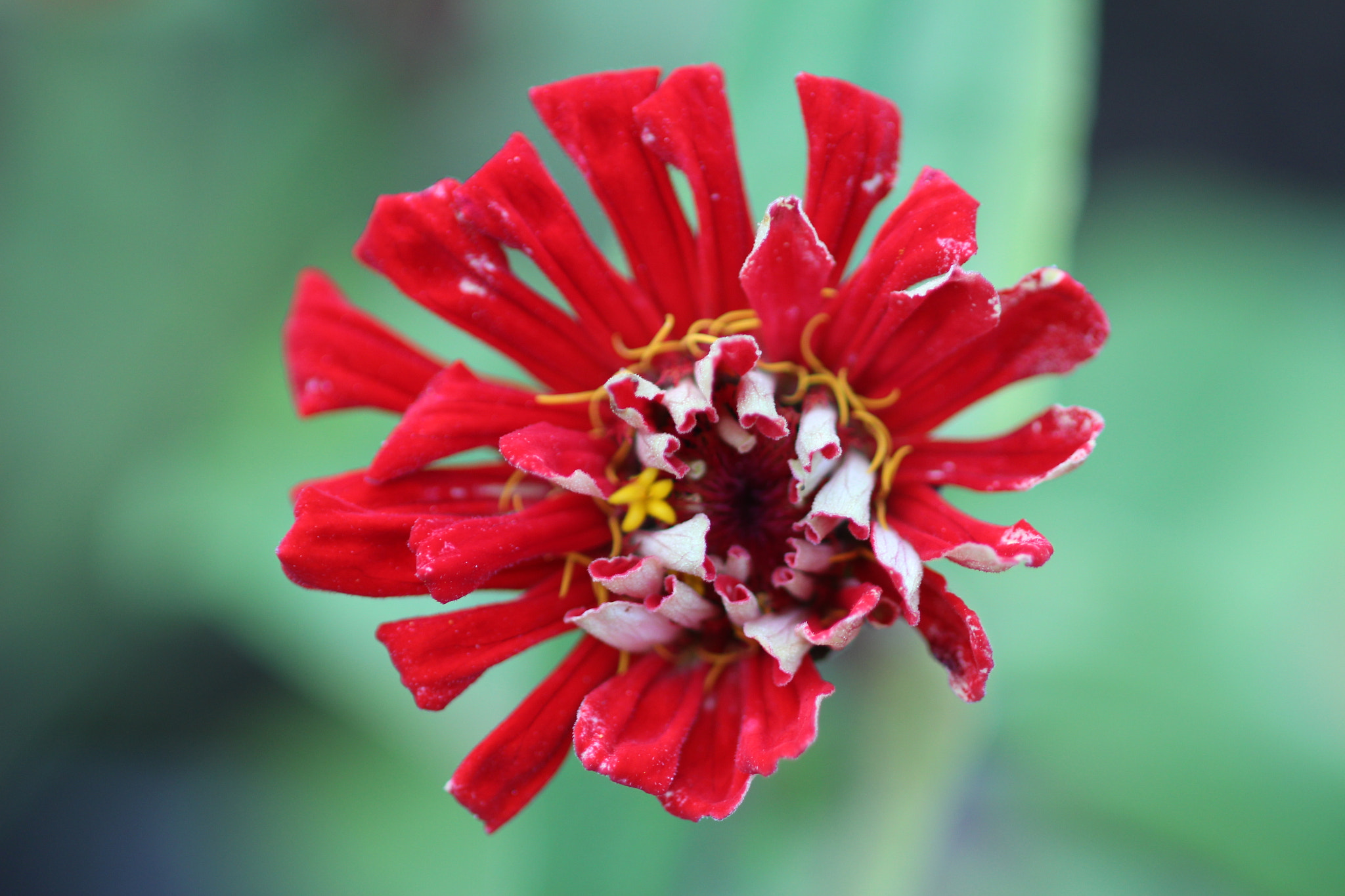 Canon EOS 700D (EOS Rebel T5i / EOS Kiss X7i) + Canon EF 100mm F2.8 Macro USM sample photo. Curling up photography