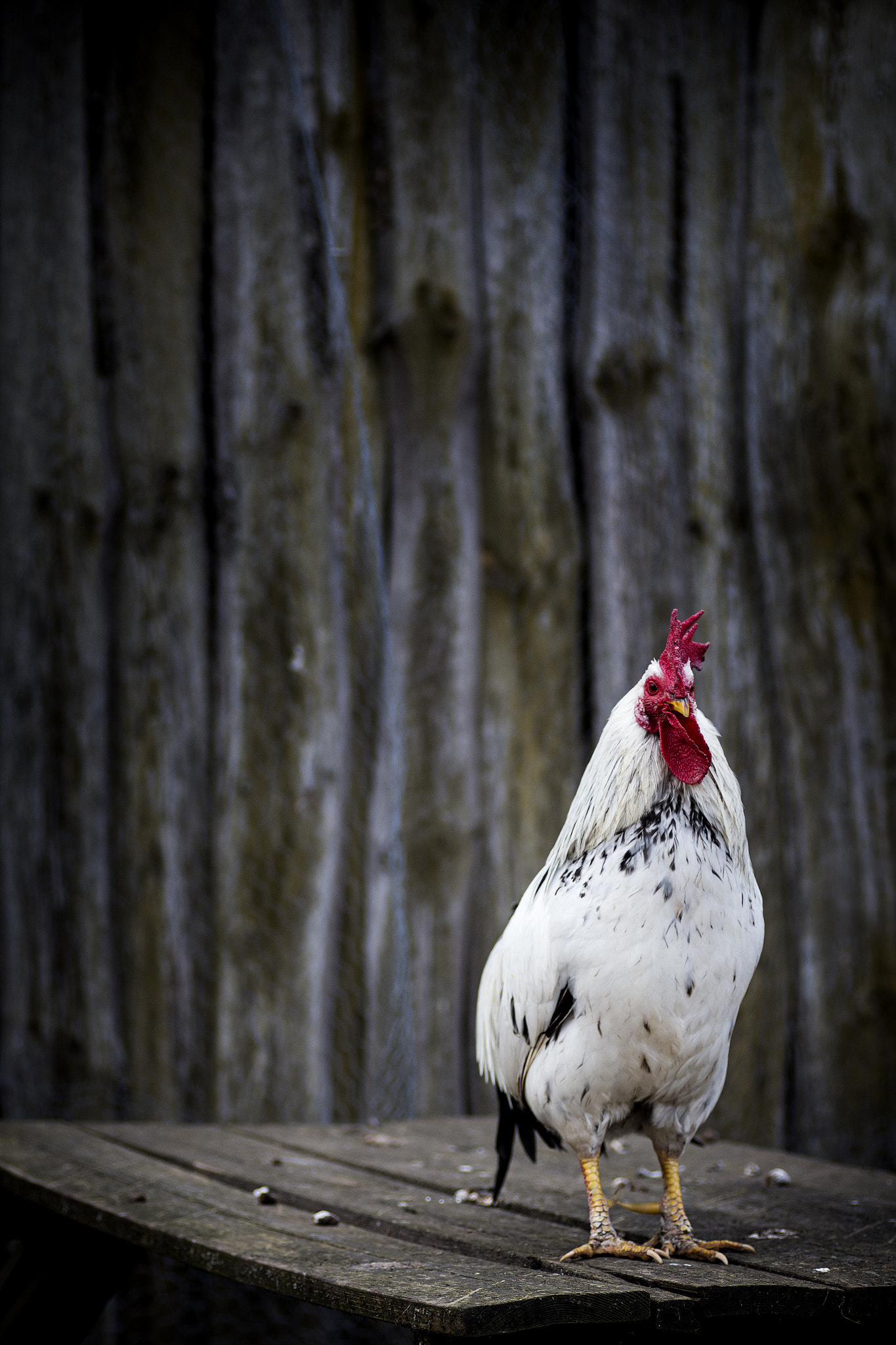 Canon EOS 650D (EOS Rebel T4i / EOS Kiss X6i) + Tamron SP AF 90mm F2.8 Di Macro sample photo. The rooster story photography