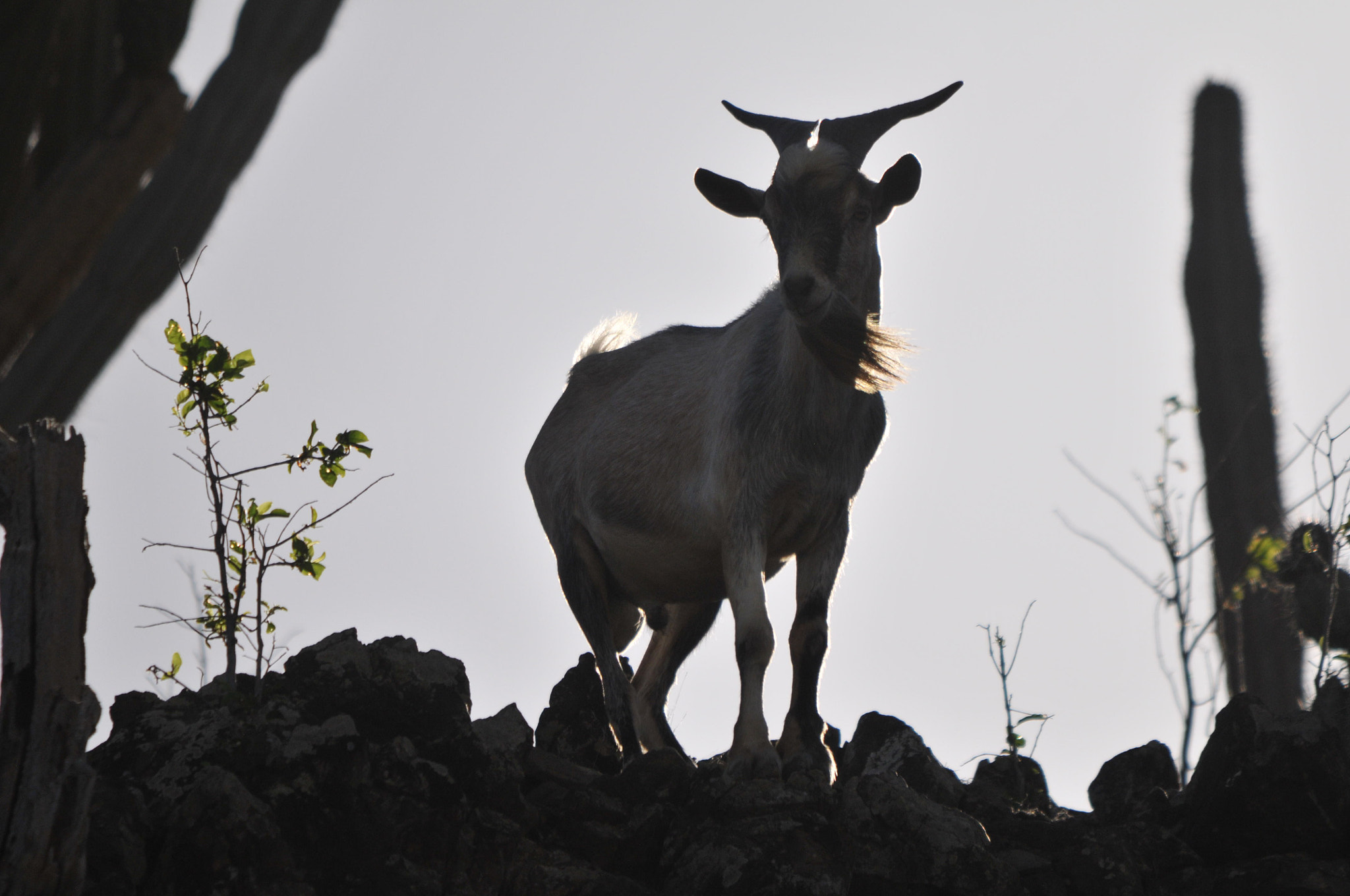 Sigma 150-500mm F5-6.3 DG OS HSM sample photo. At the cliff photography