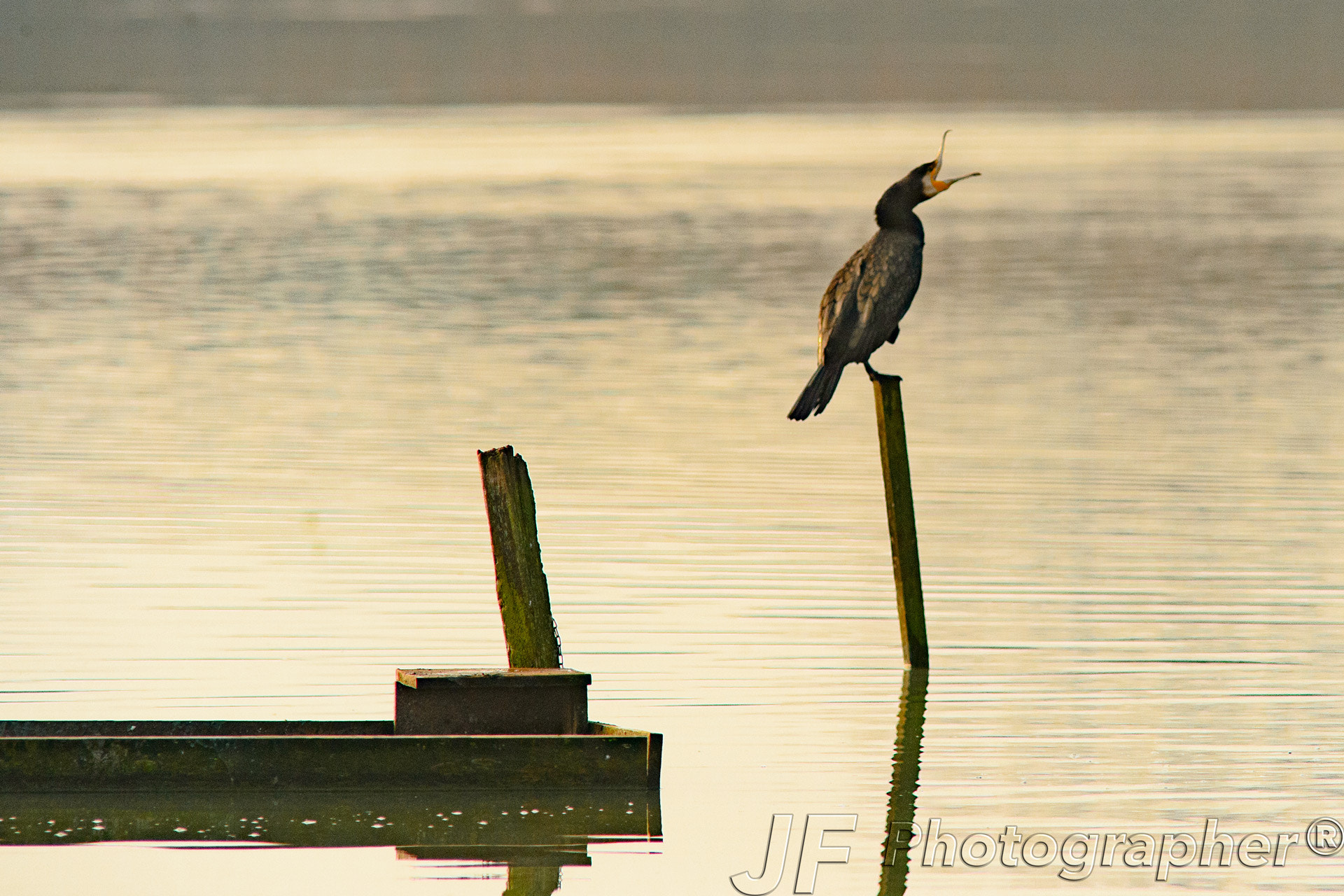 Sigma 300mm F2.8 APO EX DG HSM sample photo. Cormorano photography