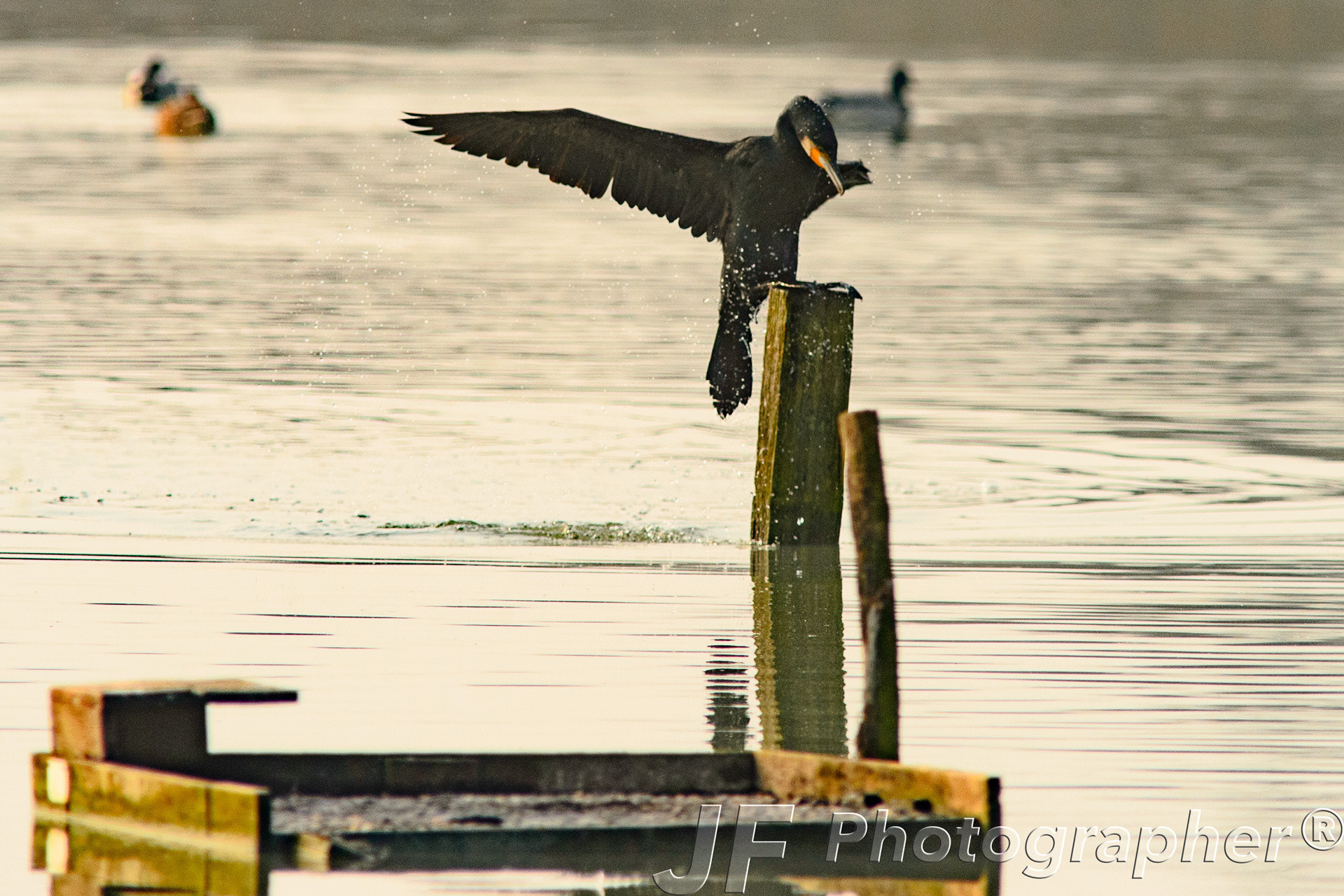 Sigma 300mm F2.8 APO EX DG HSM sample photo. Cormorano photography