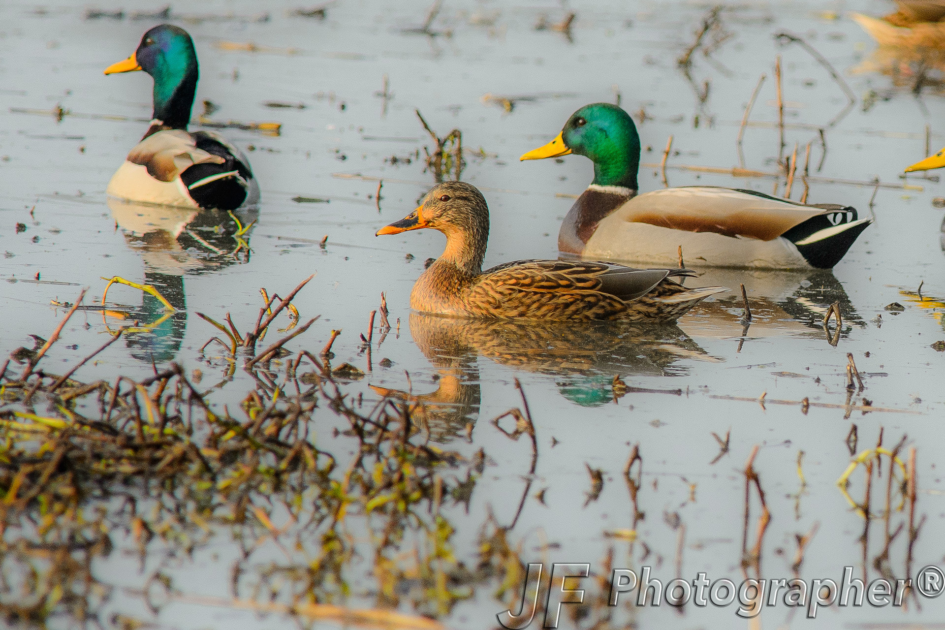 Sigma 300mm F2.8 APO EX DG HSM sample photo. Germani photography