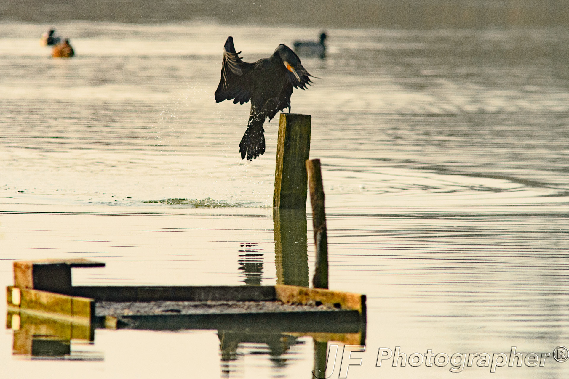 Sigma 300mm F2.8 APO EX DG HSM sample photo. Cormorano photography