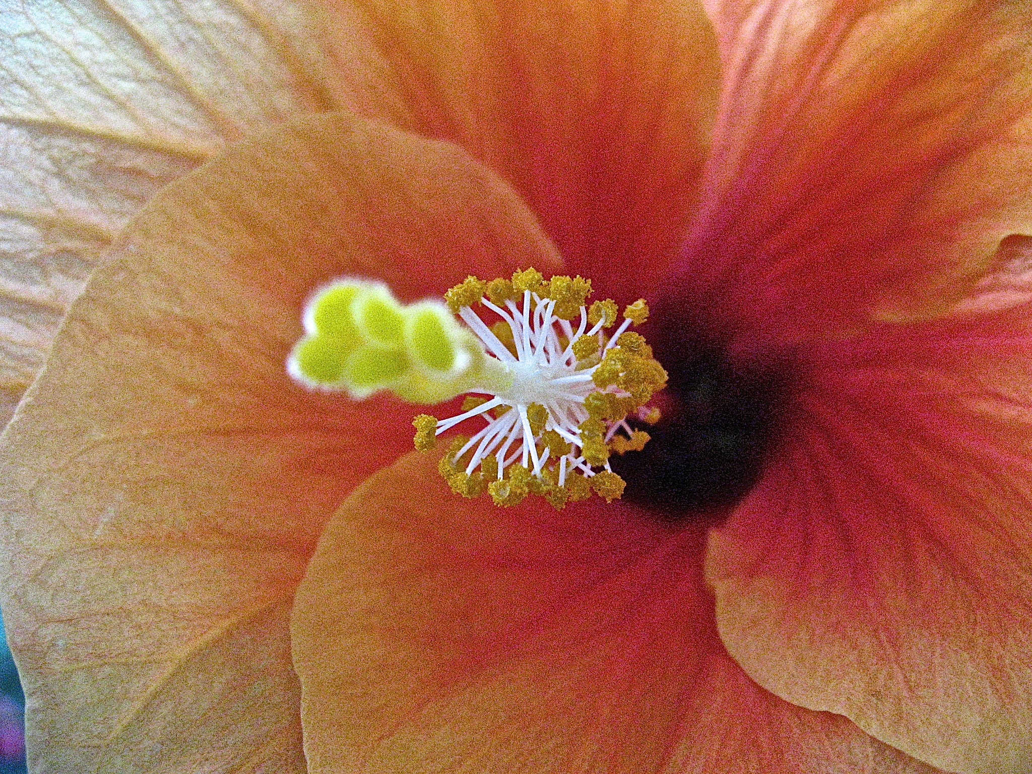 Canon POWERSHOT SD700 IS sample photo. Golden nuggets photography