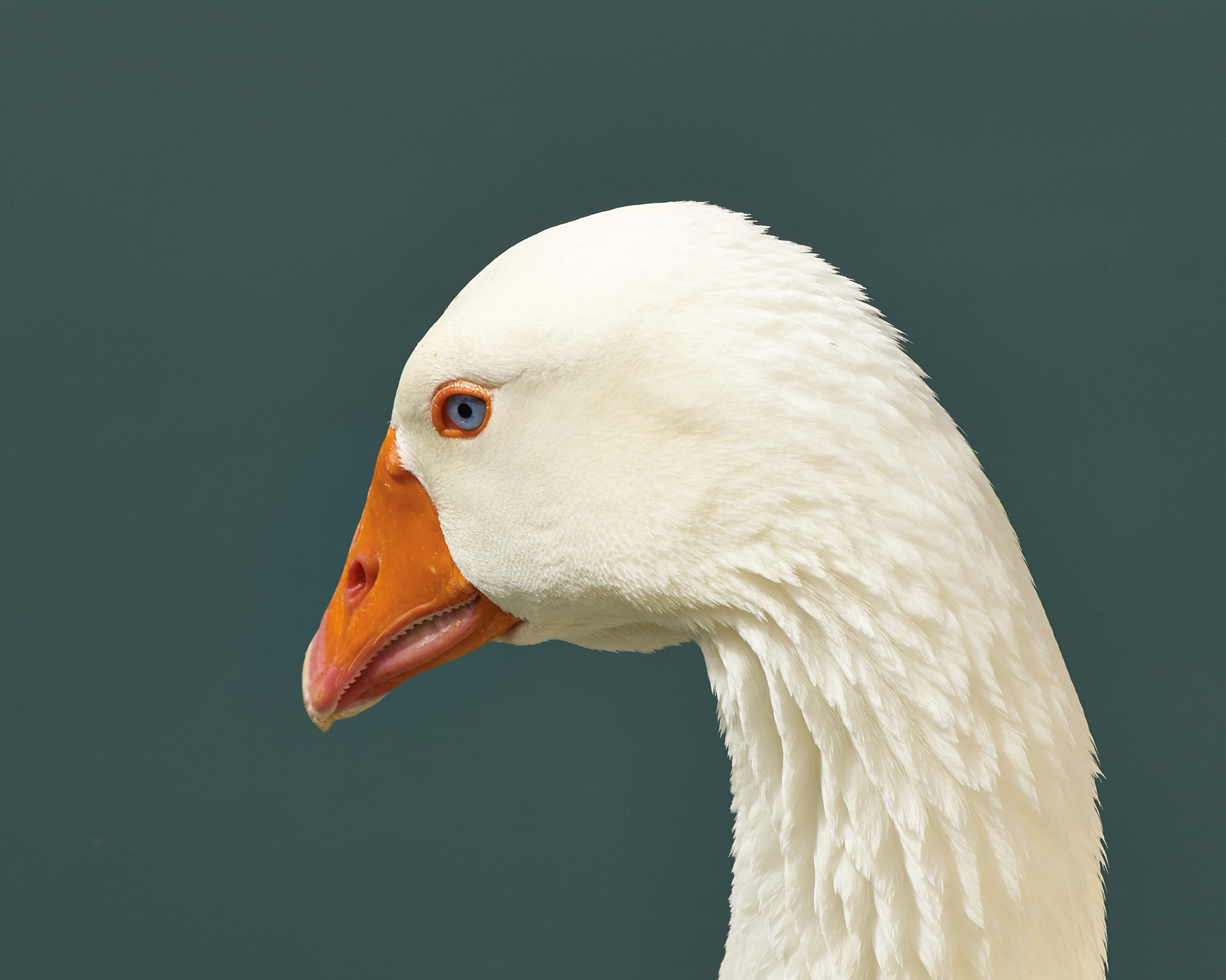 Canon EOS-1D Mark II N sample photo. A goose in greece photography