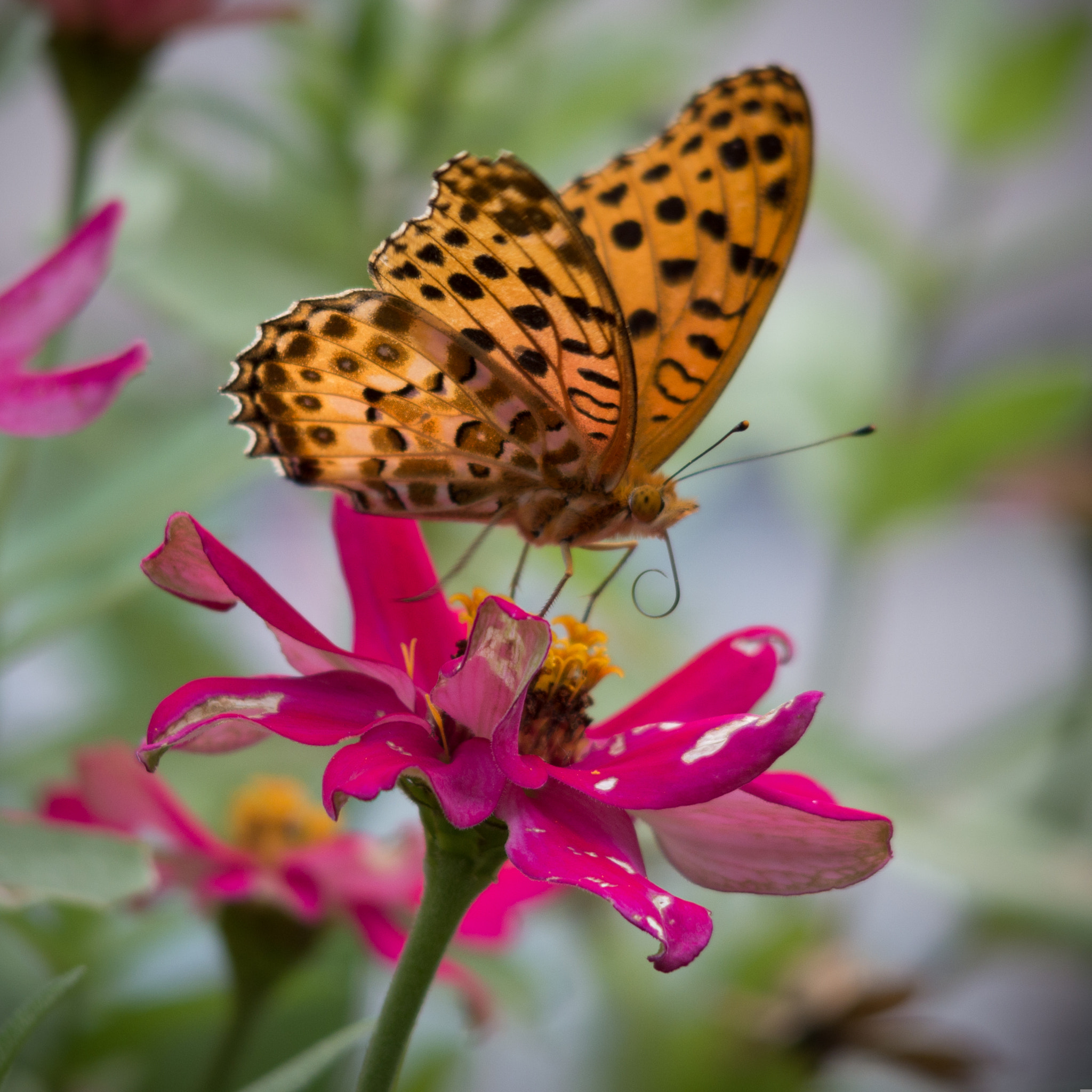 Pentax 06 Telephoto 15-45mm sample photo. Butterfly photography