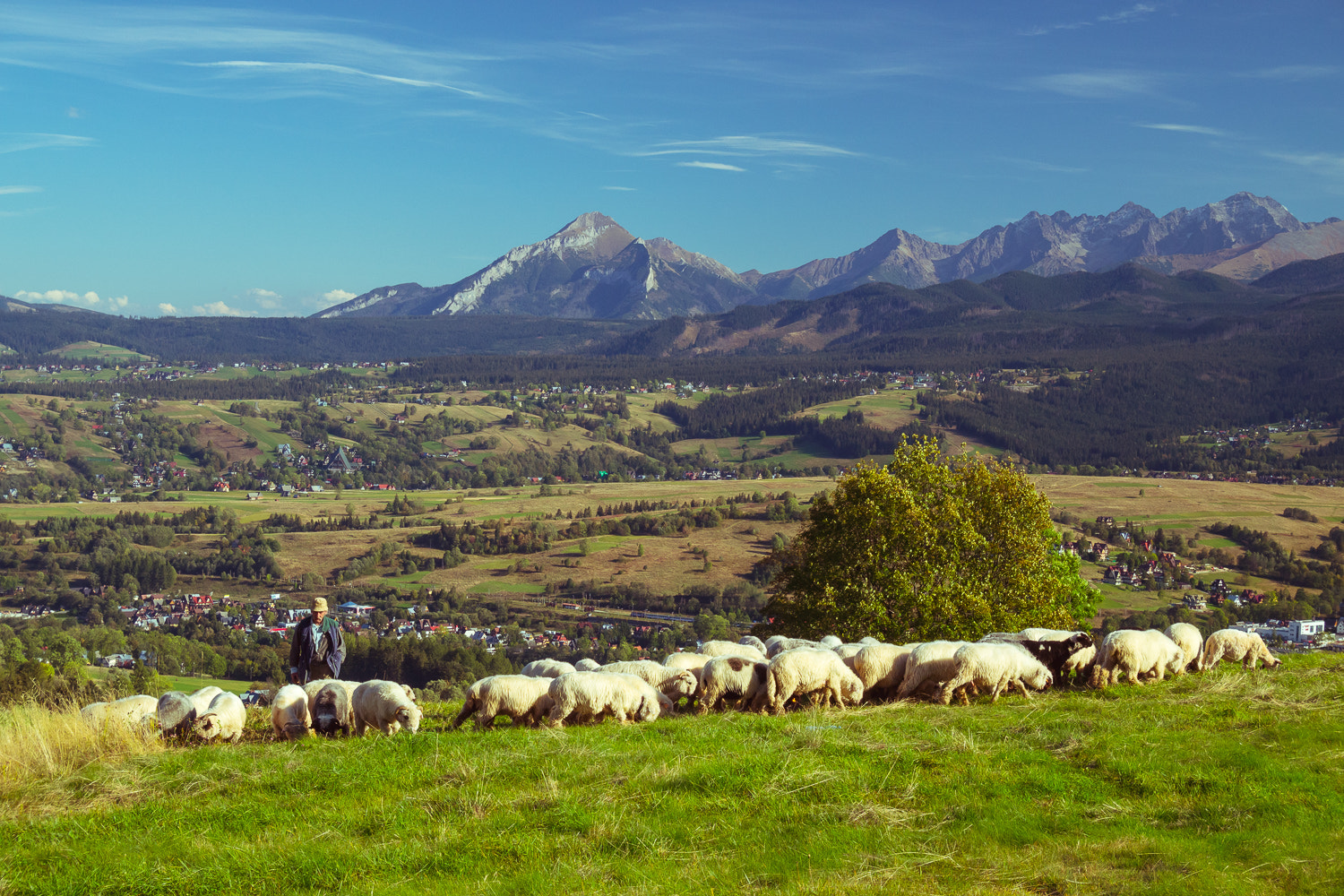Olympus OM-D E-M10 sample photo. Sheepherd in polish tatras photography