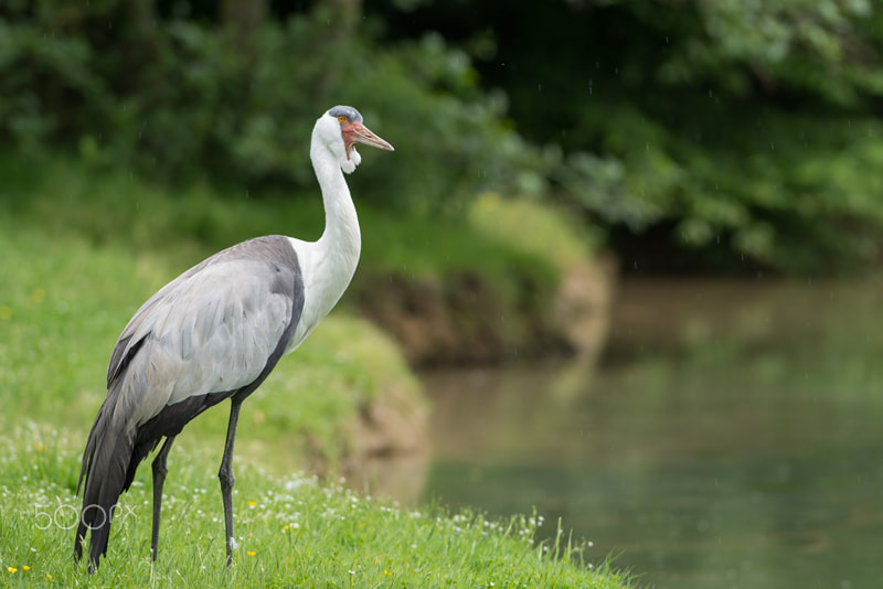 Nikon D7200 + Nikon AF-S Nikkor 300mm F2.8G ED VR II sample photo. Grue caronculée sous la pluie photography