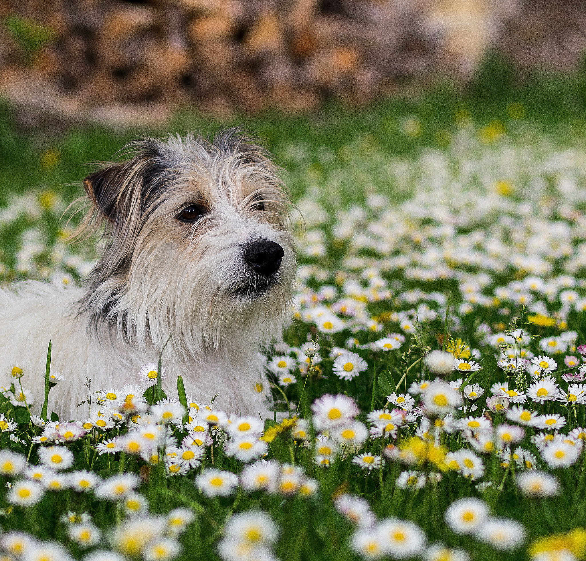 Olympus E-5 sample photo. Iacko in giardino photography